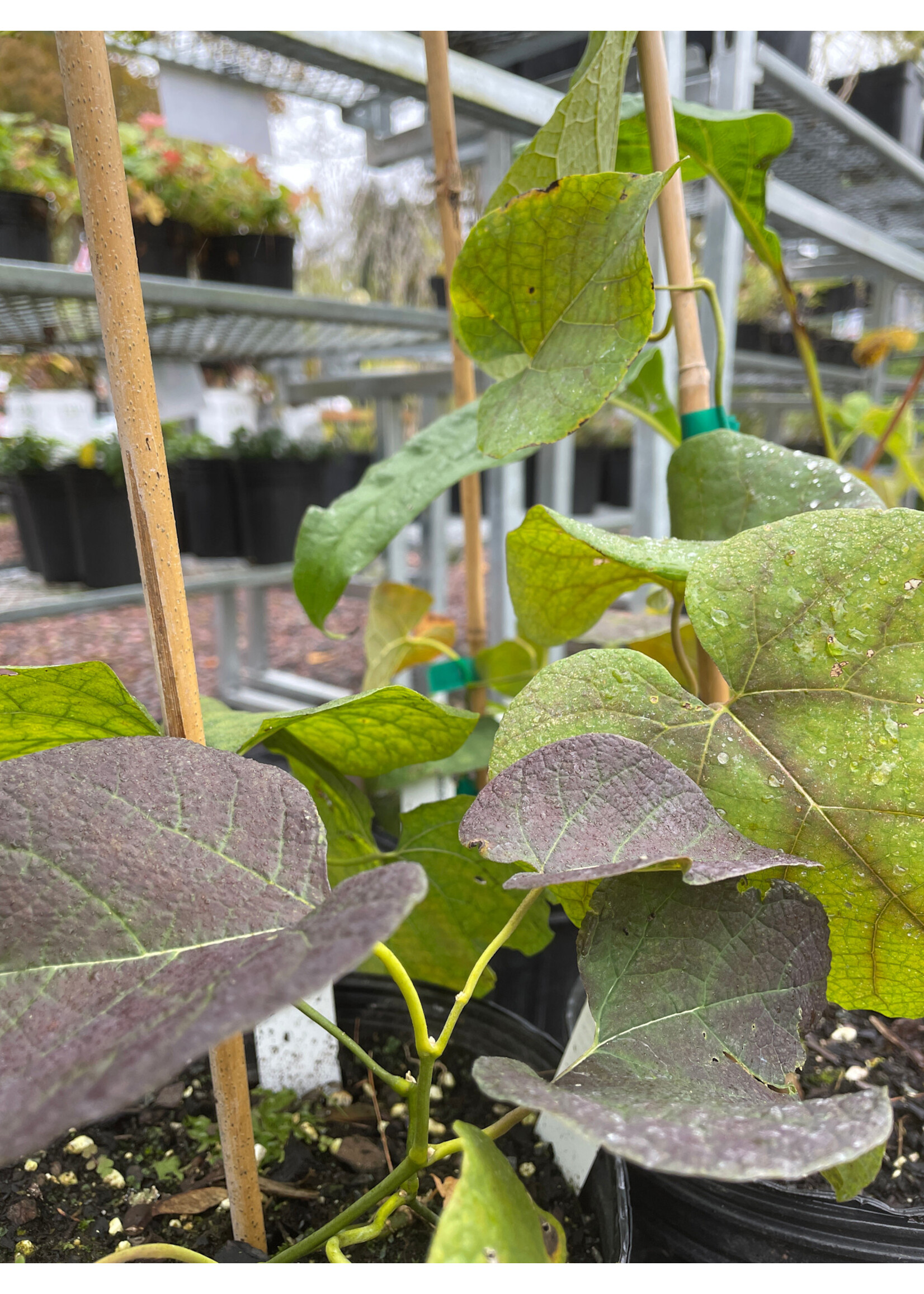 Aristolochia durior, Pipevine #1 container