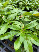 Veronica spicata Royal Candles Speedwell - Spike, Royal Candles, #1