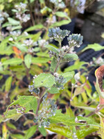 Caryopteris x Grand Bleu, Bluebeard #3