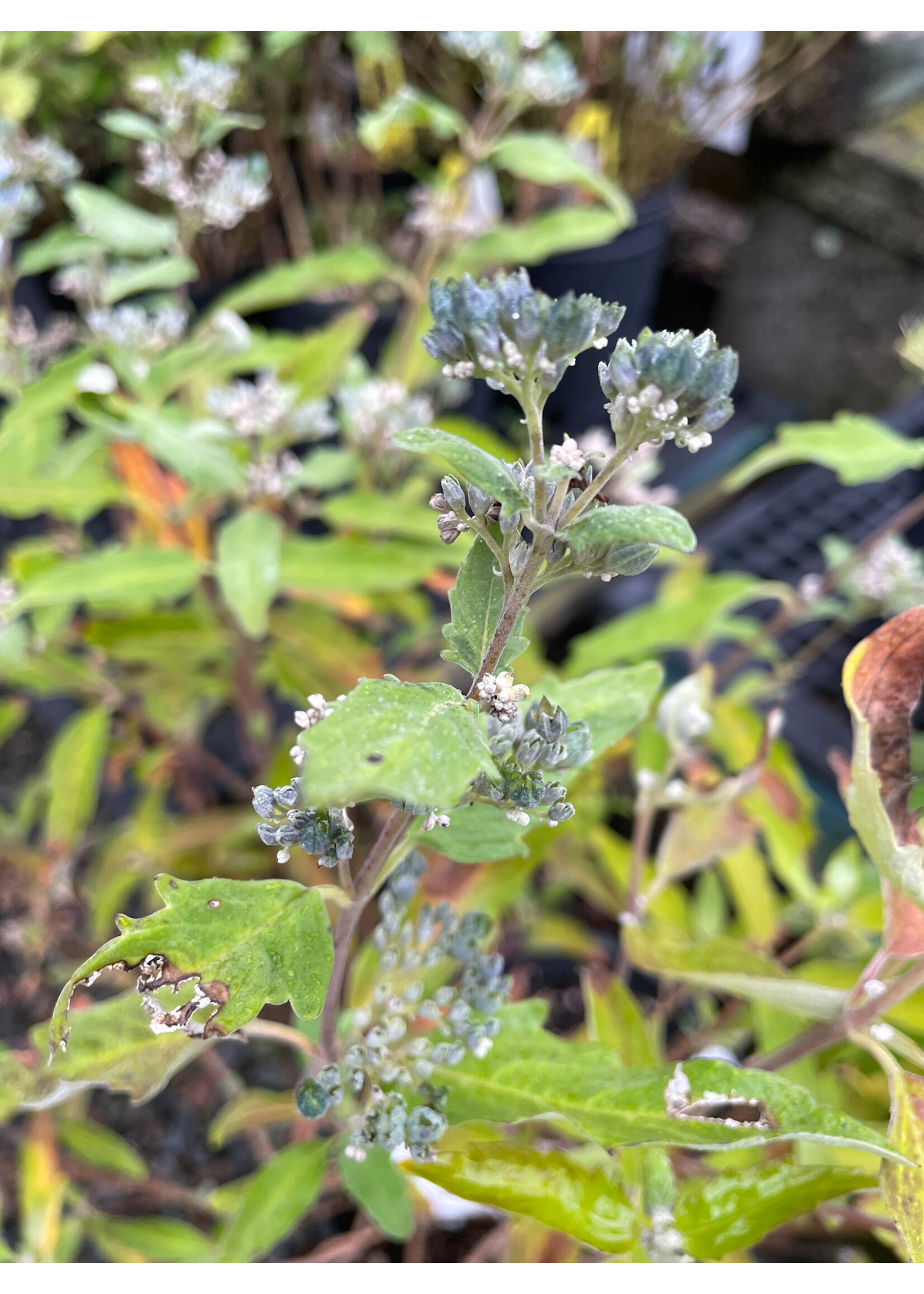Caryopteris x Grand Bleu, Bluebeard #3