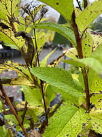 Eutrochium dubium, Coastal Joe Pye Weed #1