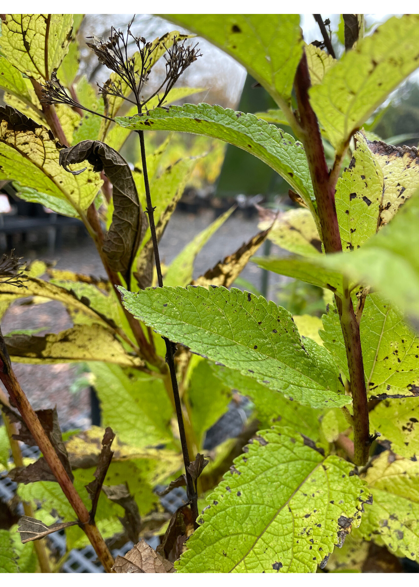 Eutrochium dubium, Coastal Joe Pye Weed #1