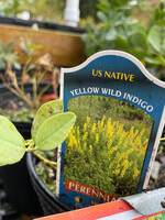 Baptisia sphaerocarpa, Wild Indigo #1