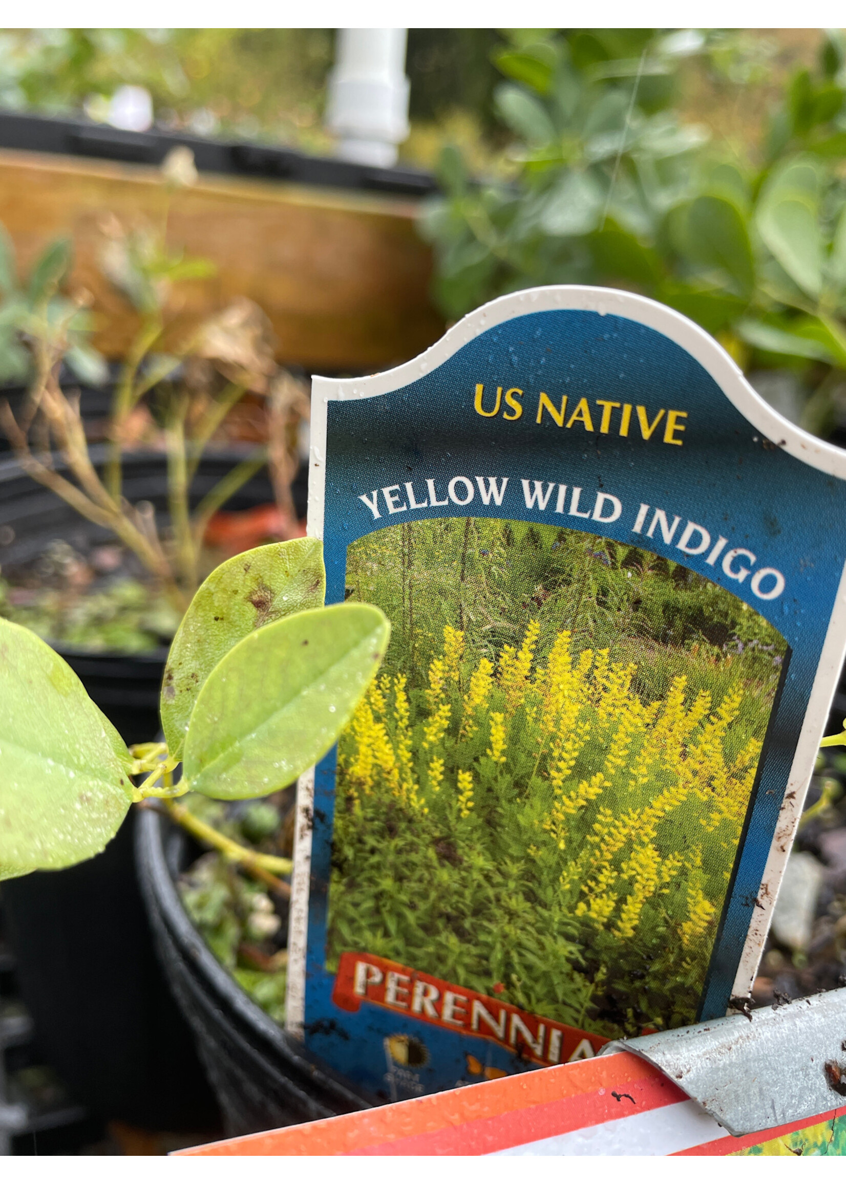 Baptisia sphaerocarpa, Wild Indigo #1