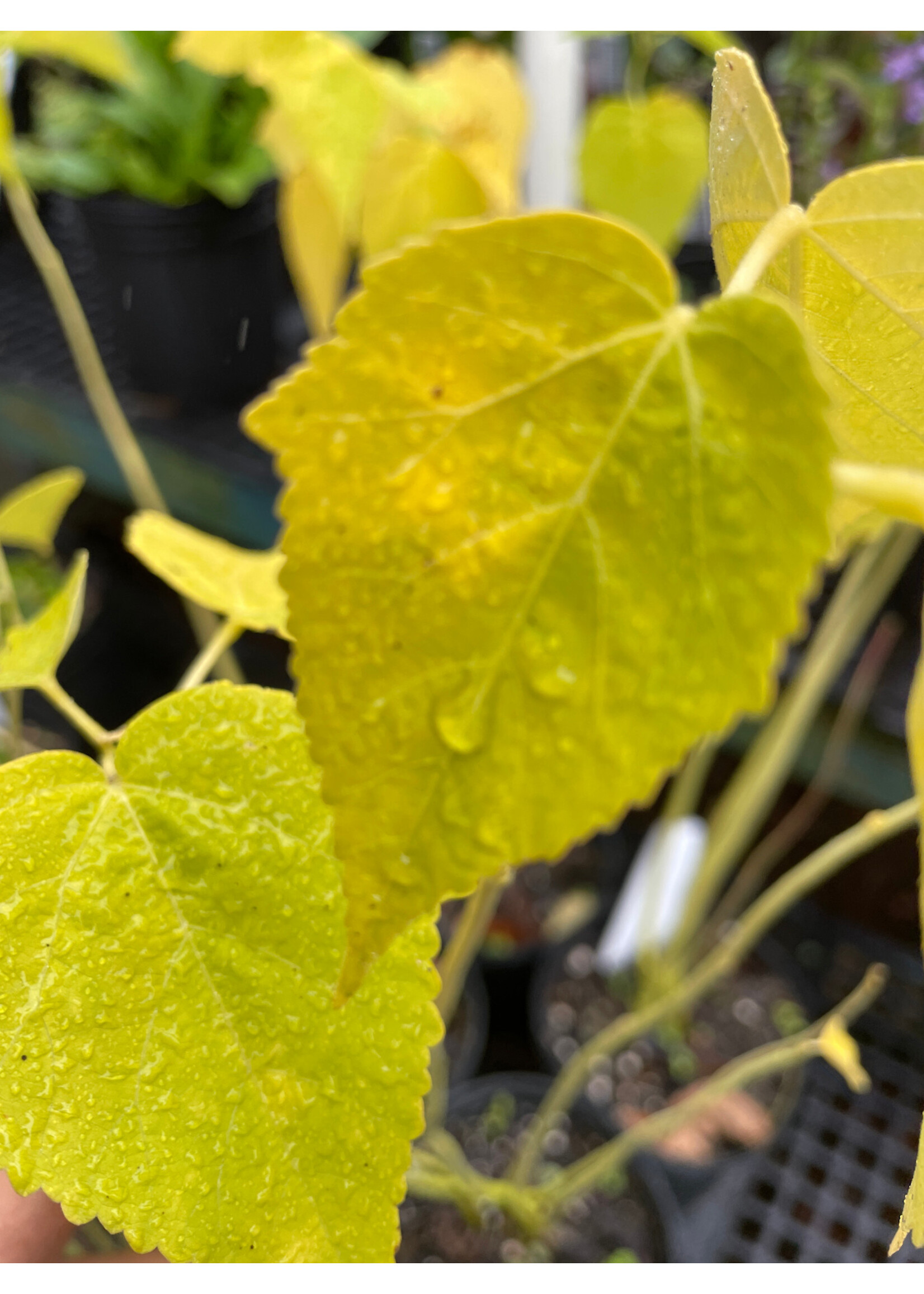 Hibiscus mosch. Mallow, #1