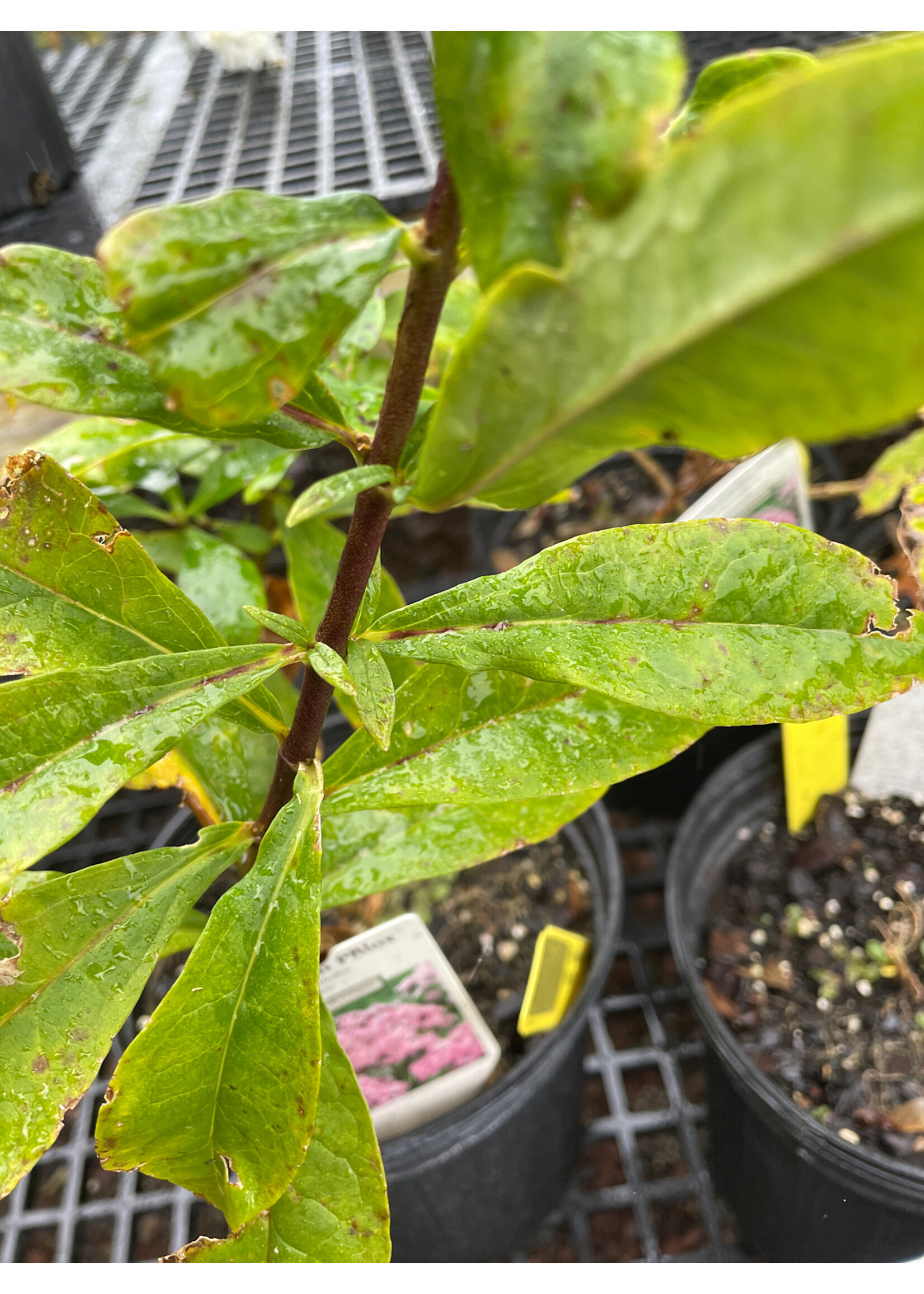 Phlox amplifolia Hercules- Phlox #1