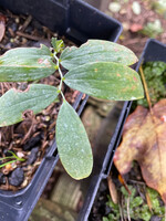 Polygonatum biflorum, Solomon's seal