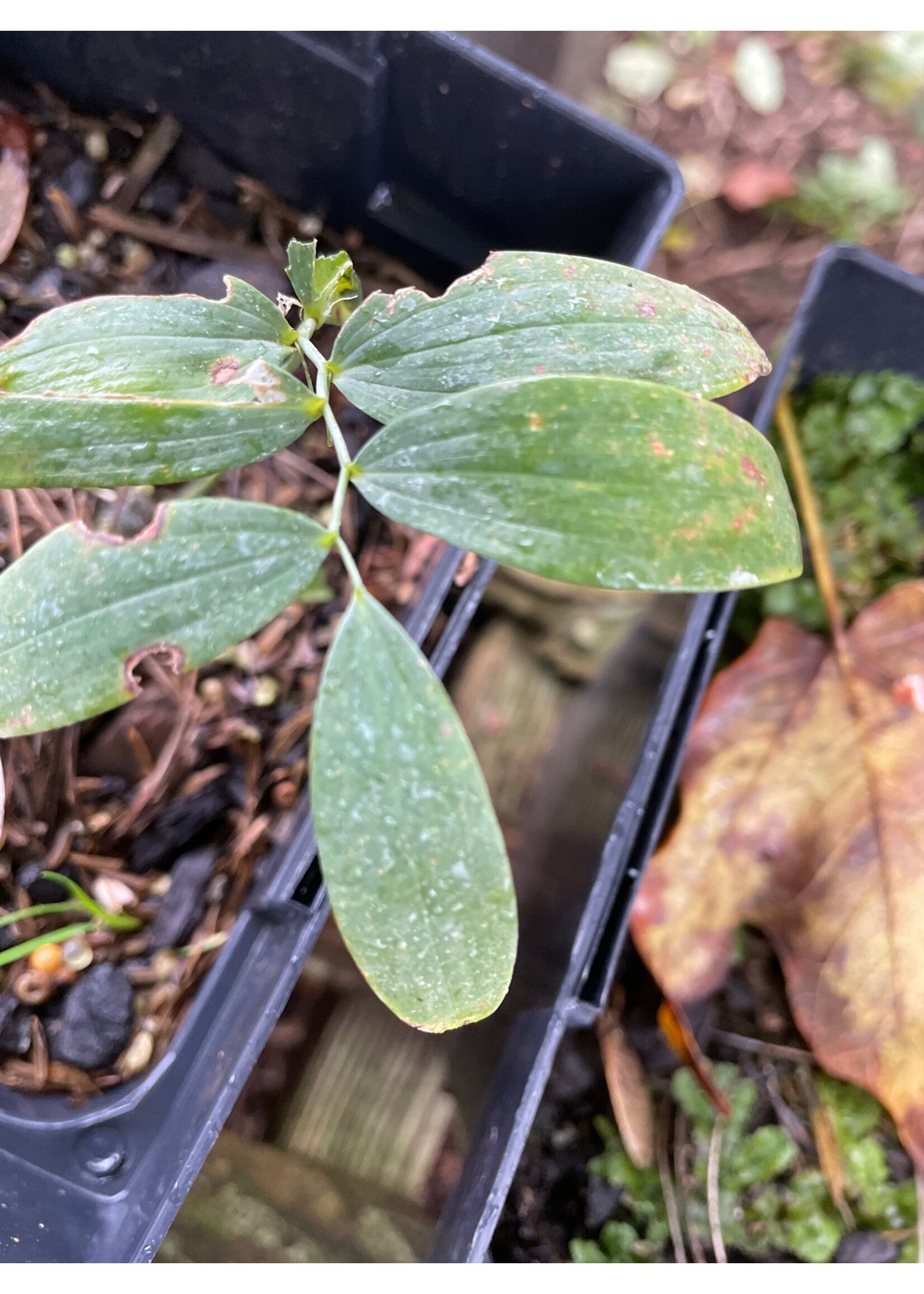 Polygonatum biflorum, Solomon's seal