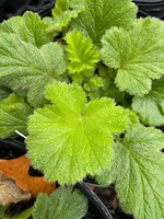 Geum Flames of Passion Avens, Flames of Passion, #1