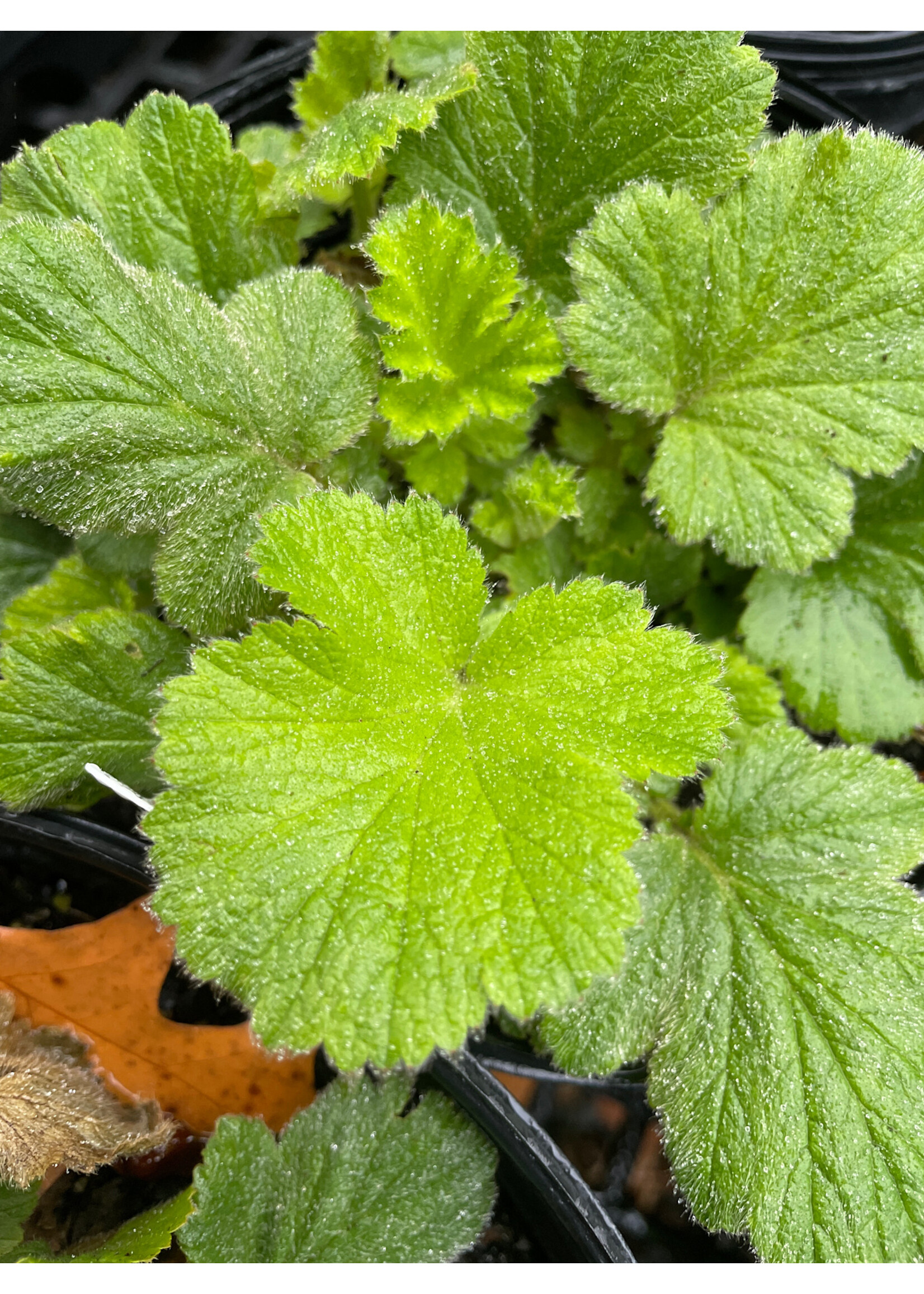 Geum Flames of Passion Avens, Flames of Passion, #1