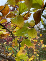 Carpinus betulus, European Hornbeam #7