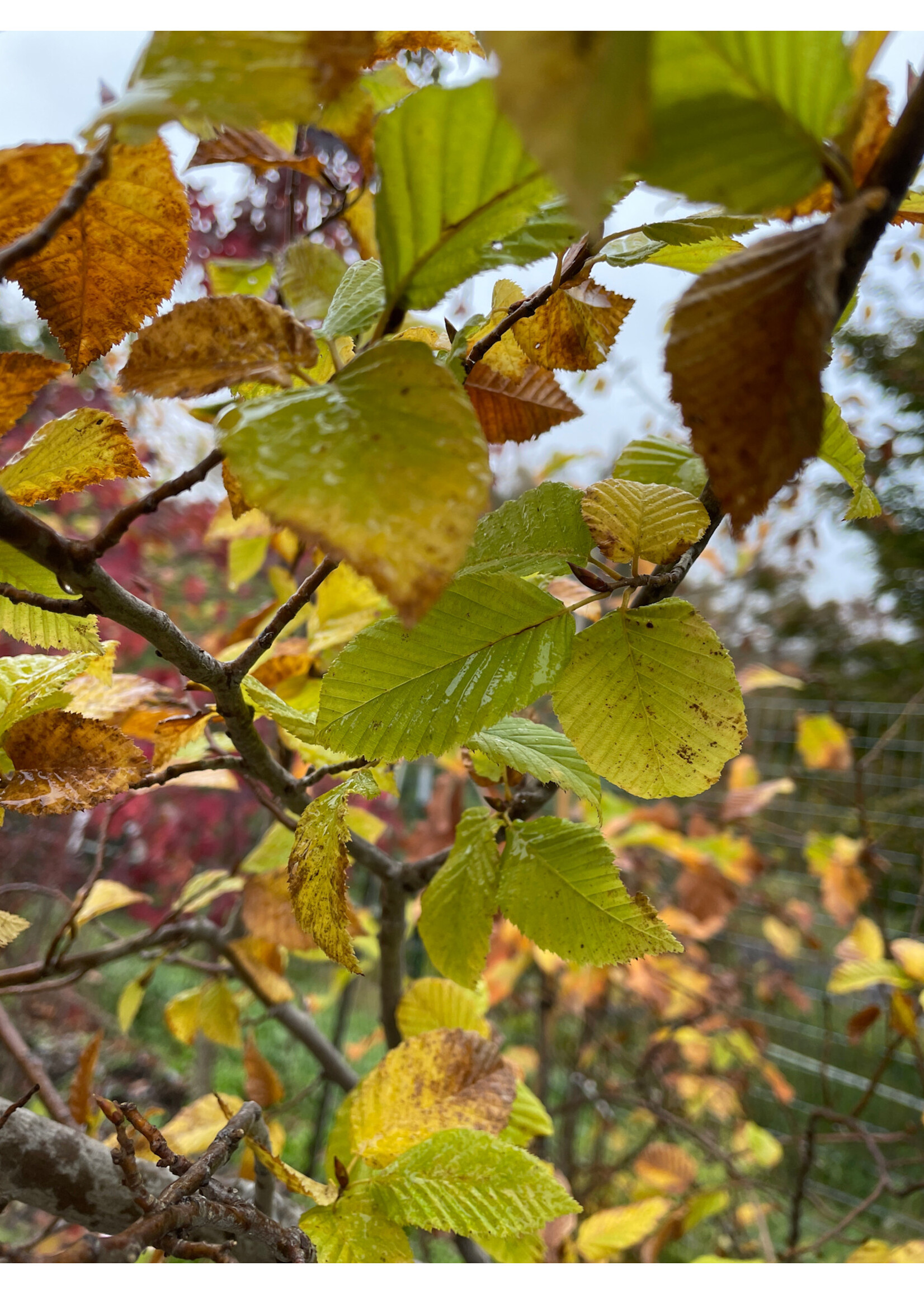 Carpinus betulus, European Hornbeam #7
