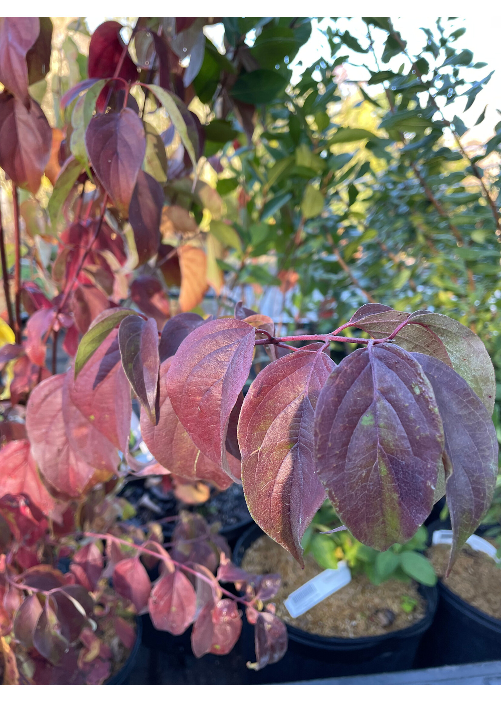 Cornus racemosa, Dogwood, grey  #3