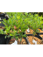 Ilex glabra Kate, Female Inkberry