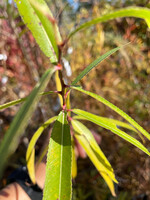 Salix nigra, Black Willow #1