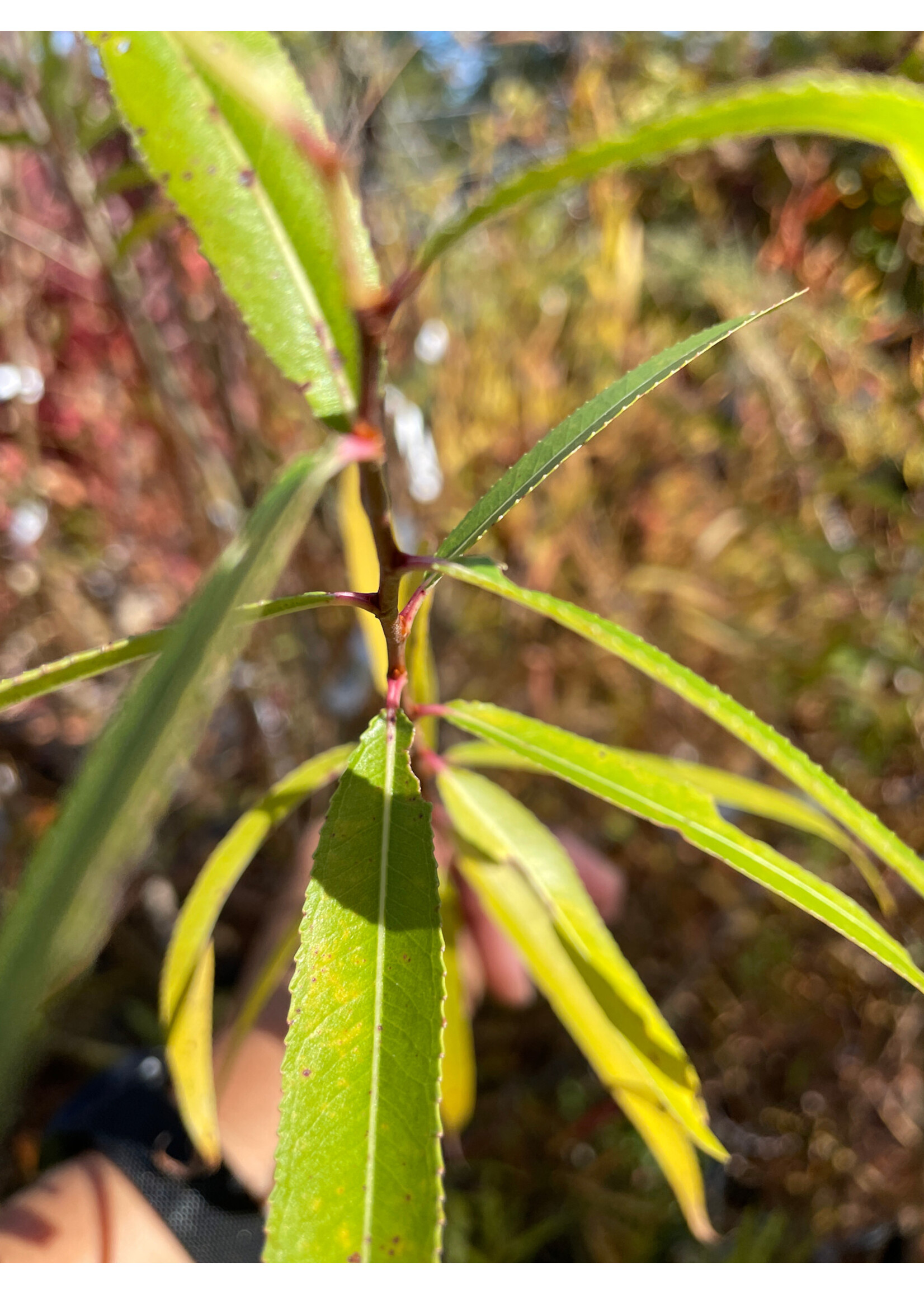 Salix nigra, Black Willow #1