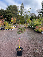 Cornus x Rutgan Dogwood - Rutger's Hybrid, Stellar Pink #3