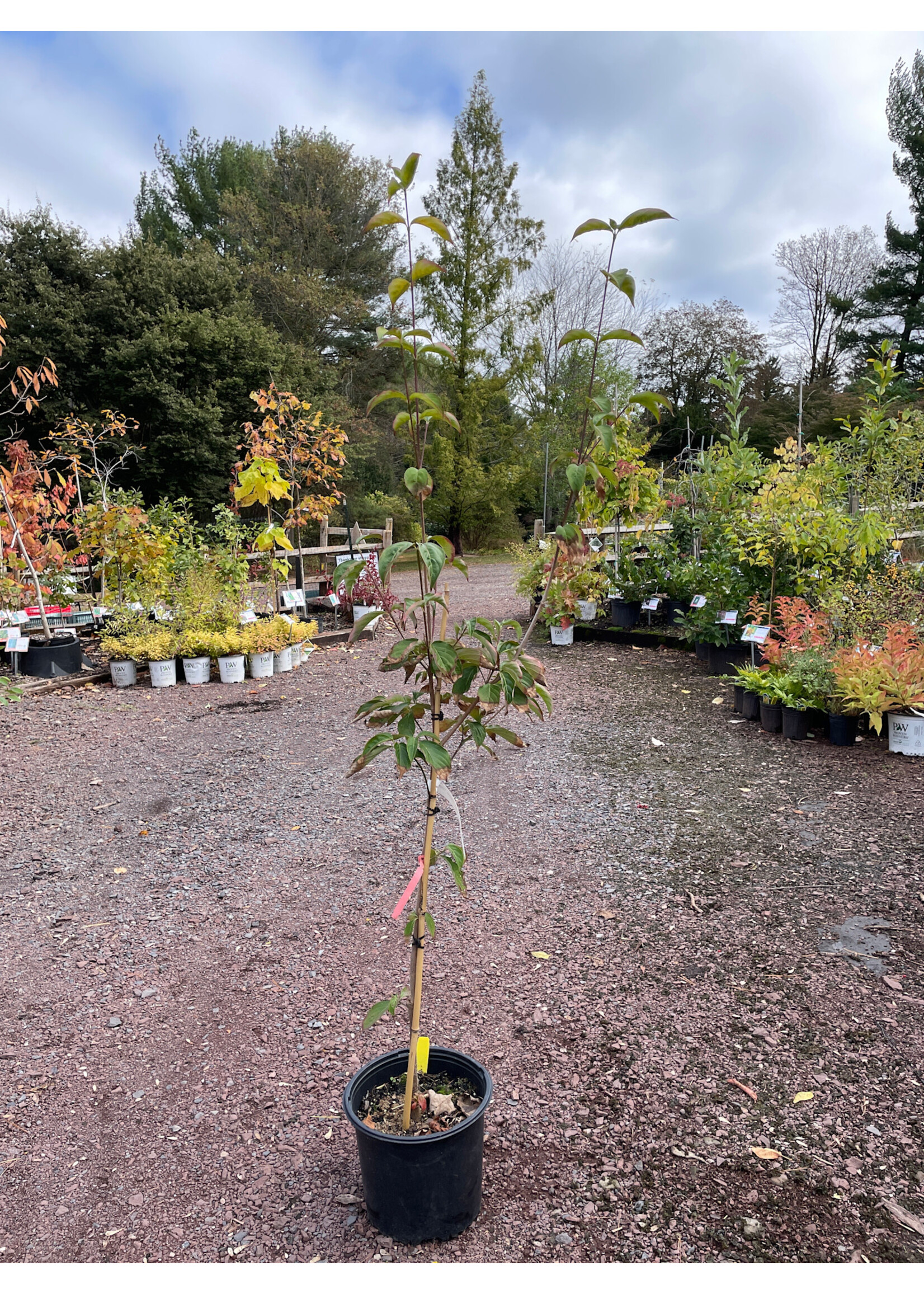 Cornus x Rutgan Dogwood - Rutger's Hybrid, Stellar Pink #3