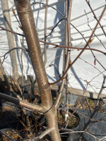 Betula lenta Sweet Birch, #7/10