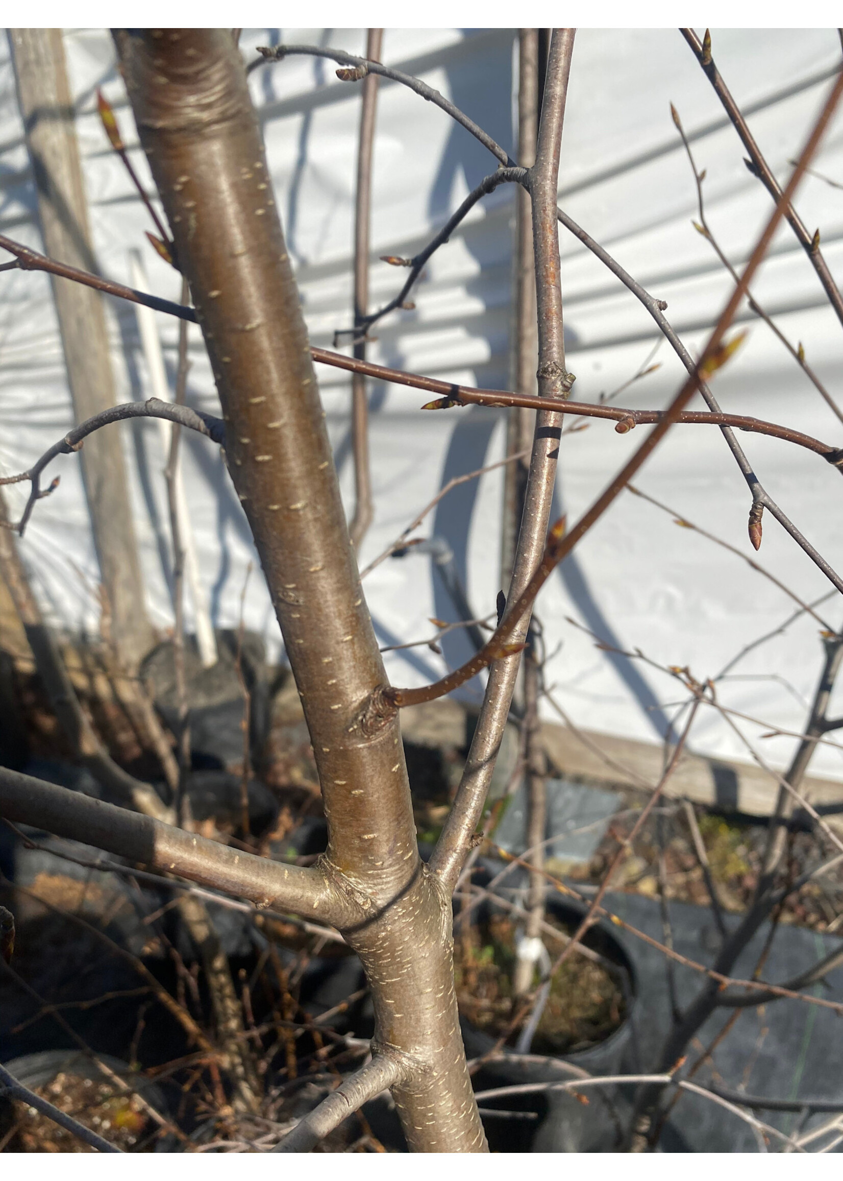 Betula lenta Sweet Birch, #7/10