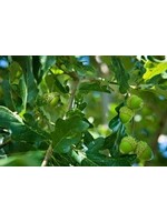 Quercus bicolor Bucks Unlimited Oak #7