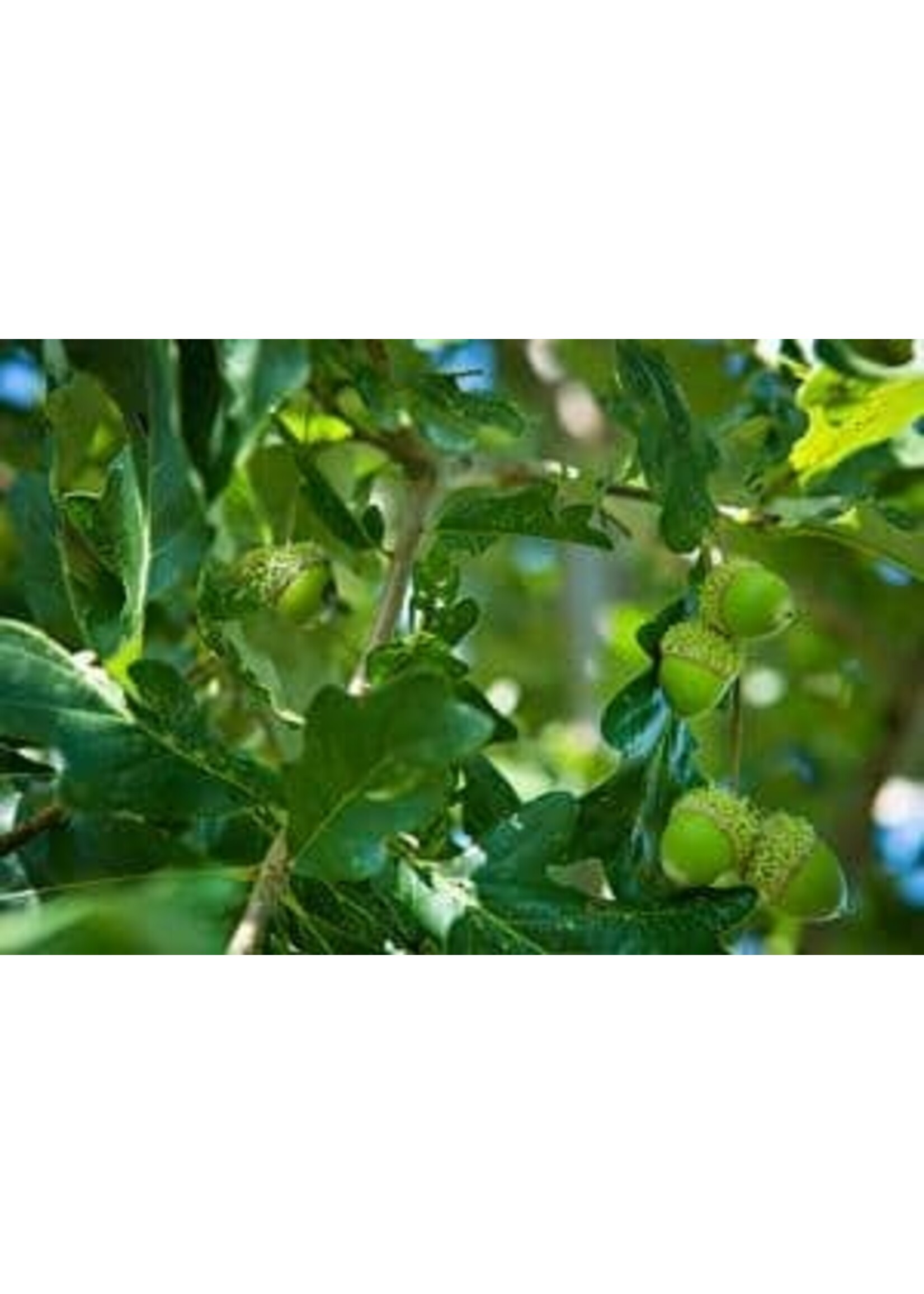 Quercus bicolor Bucks Unlimited Oak #7