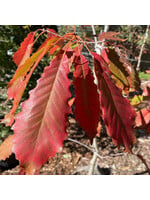 Quercus Muehlenbergii, Chinquapin Oak #15