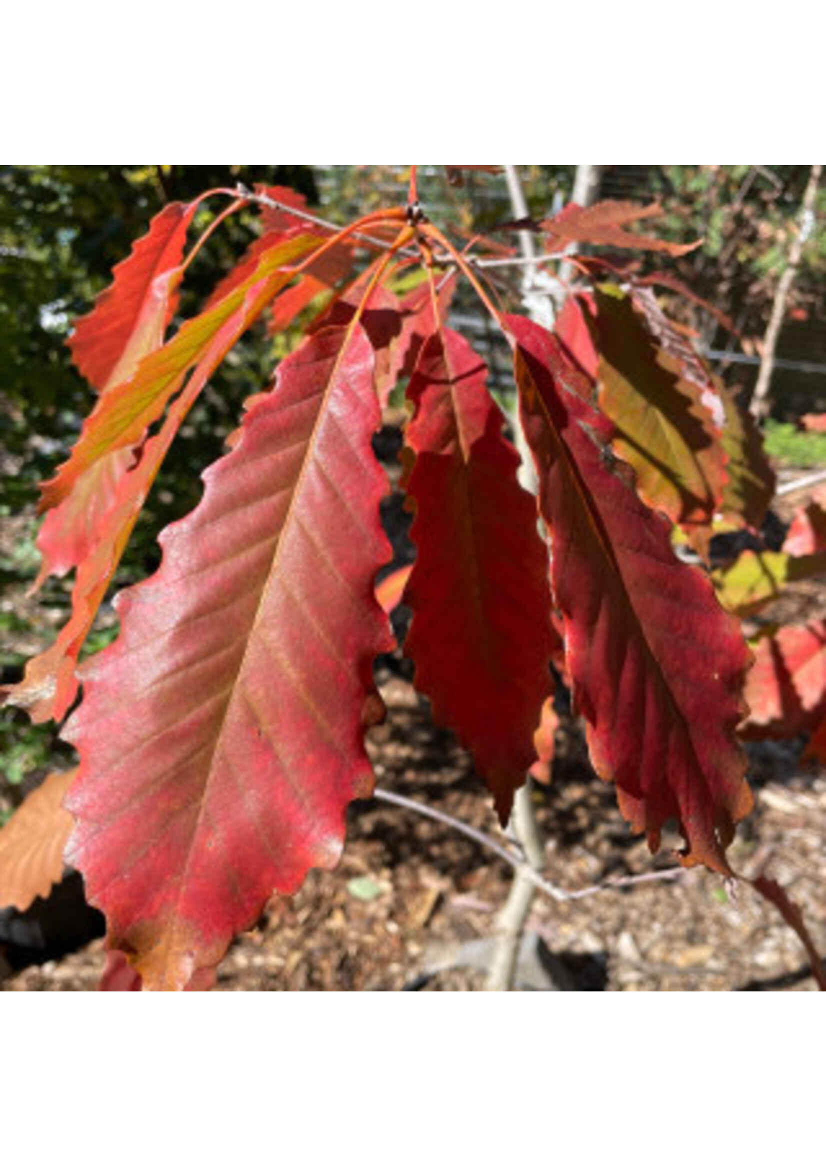 Quercus Muehlenbergii, Chinquapin Oak #15
