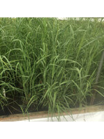 Panicum virgatum Grass - Ornamental Switch, #1