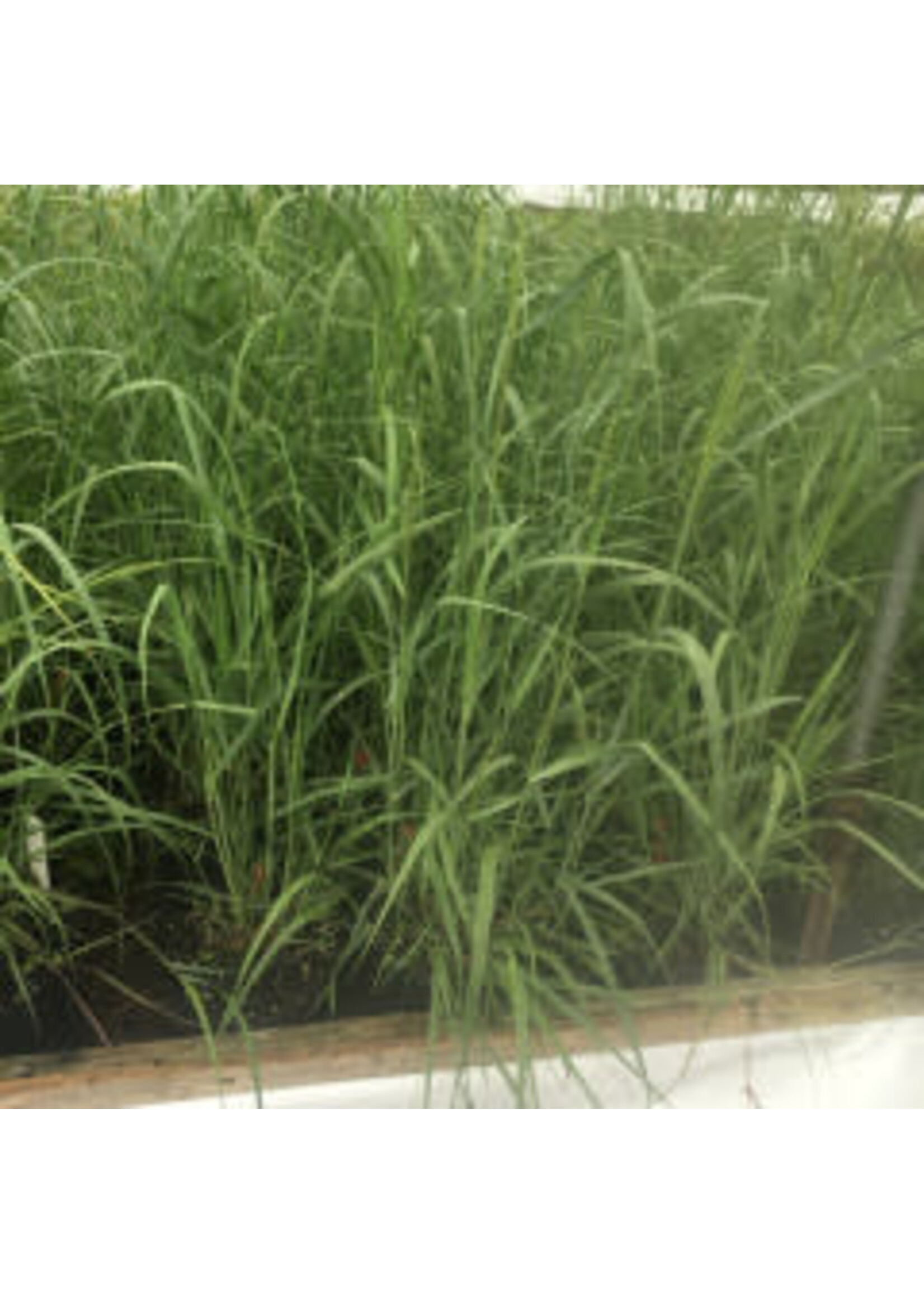 Panicum virgatum Grass - Ornamental Switch, #1