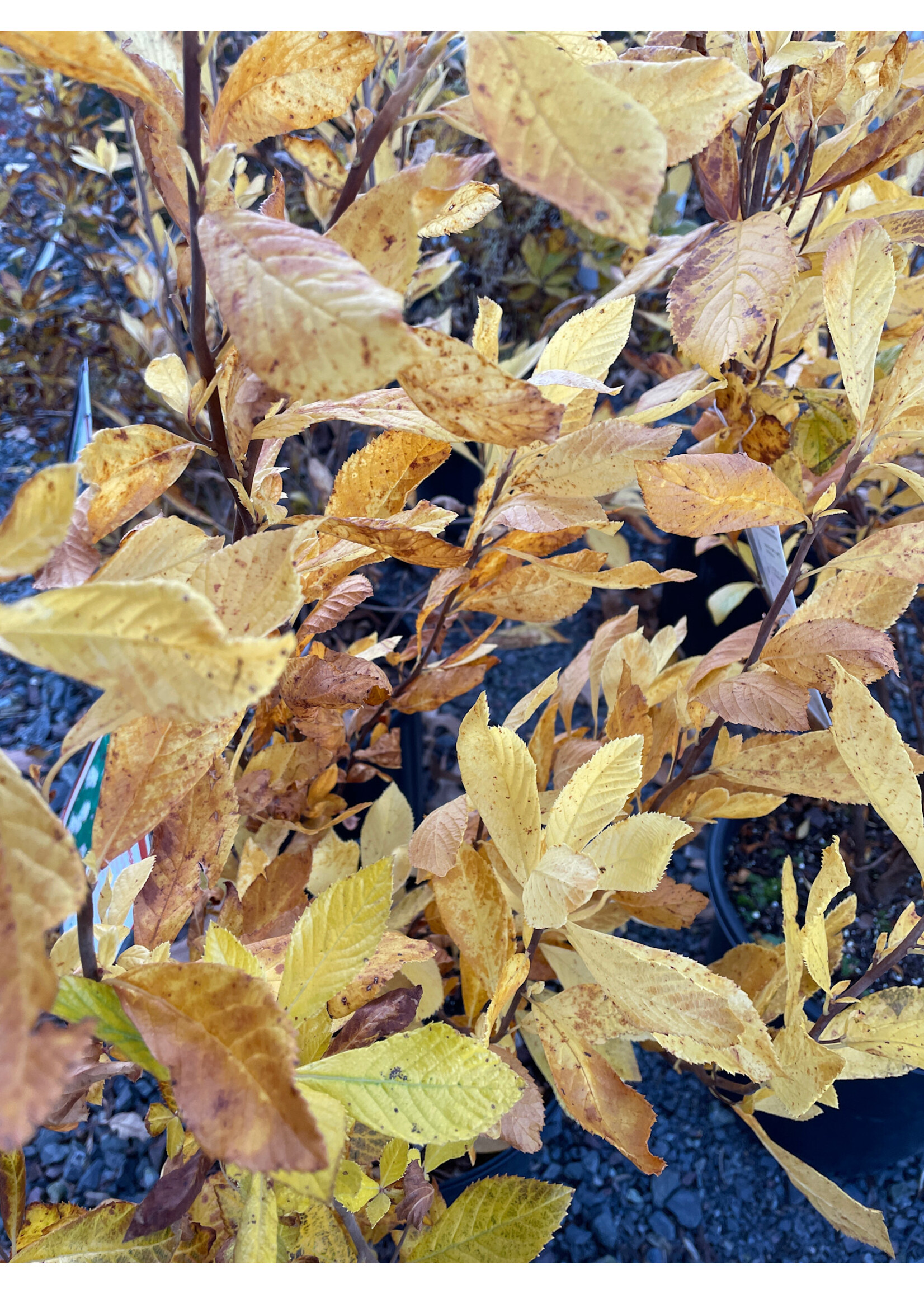 Clethra alnifolia Summer Sparkler, Summersweet #3