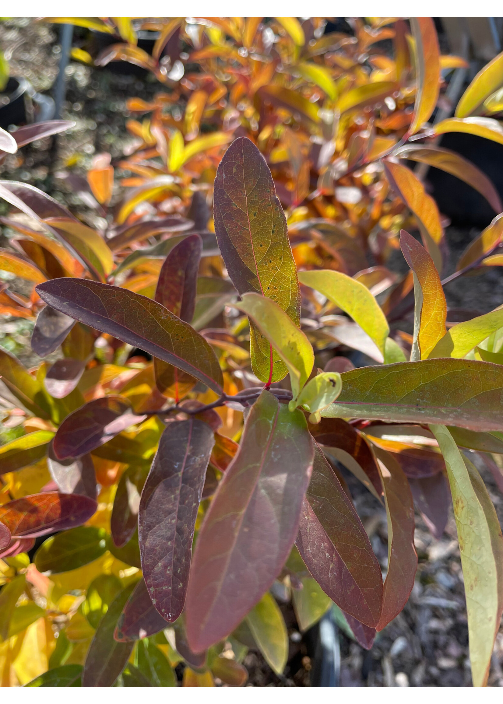 Lindera glauca var. salicifolia Spicebush - Greybush, #3