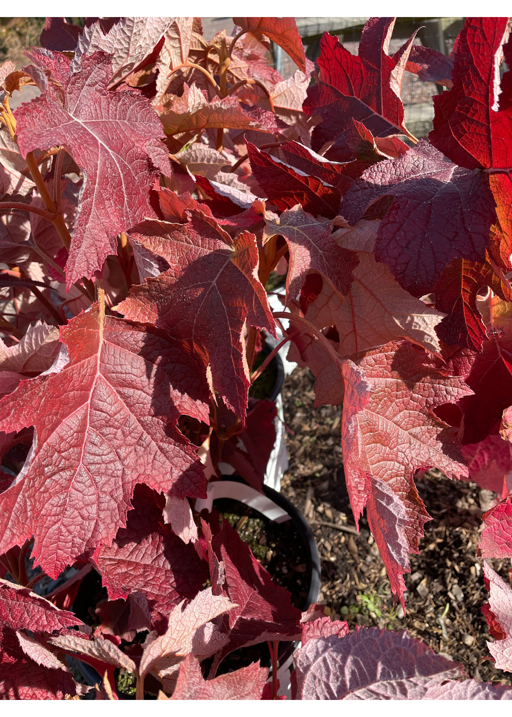Hydrangea querc. Hydrangea Open pollinated- Oakleaf, #3