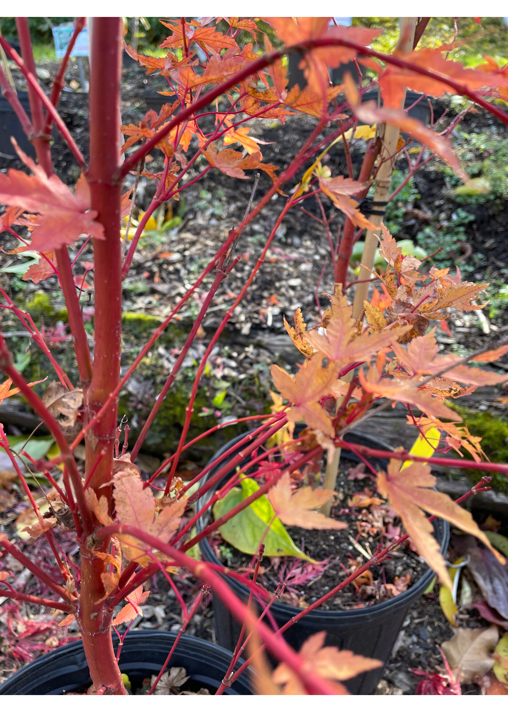 Acer palm. Sangu Kaku Maple - Japanese Coral Bark, Sango Kaku, #3