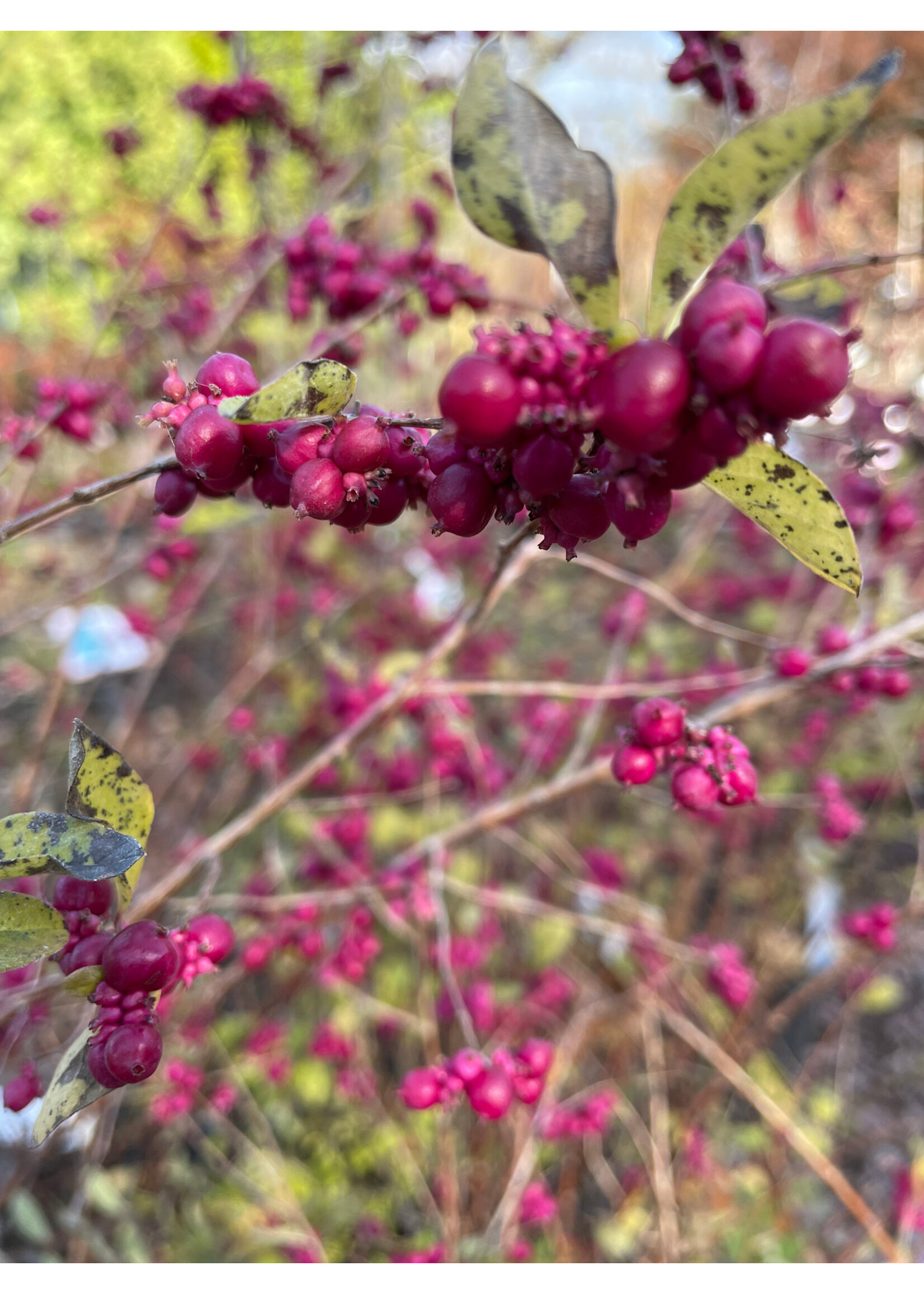 Symphoricarpos orbiculatus, Coralberry #3