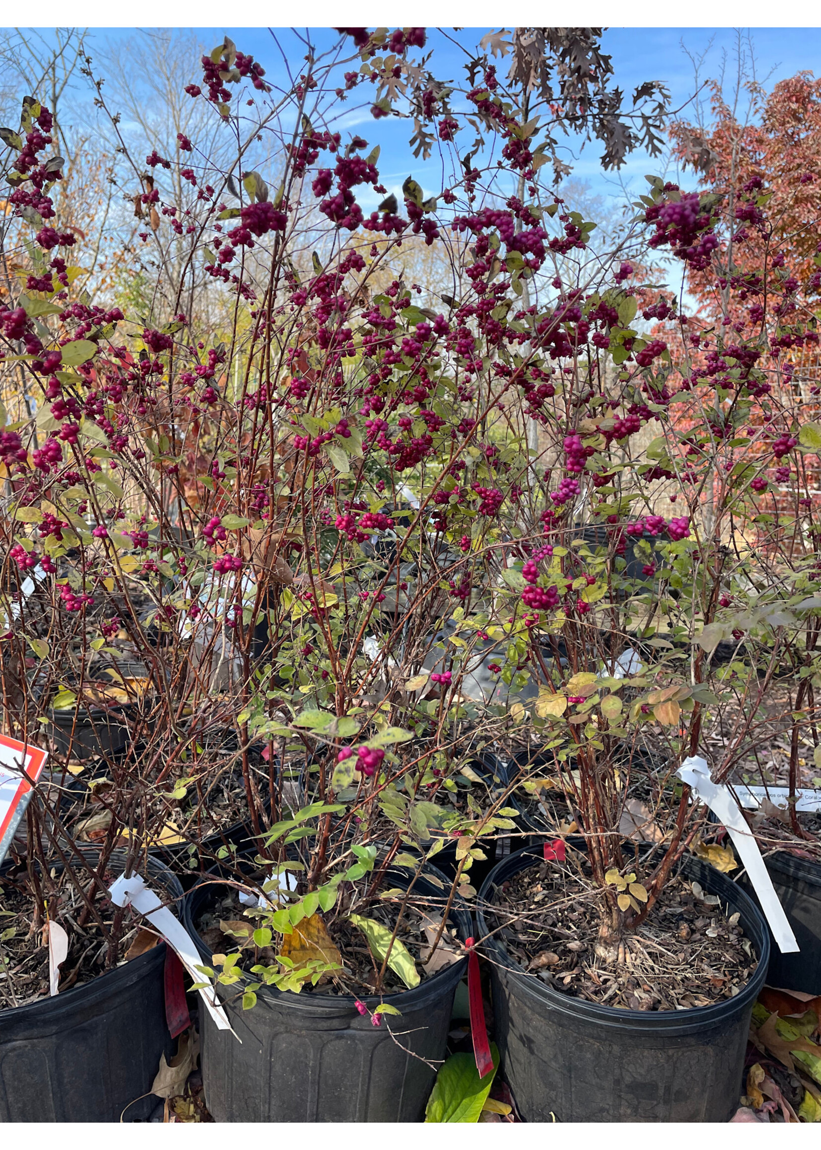 Symphoricarpos orbiculatus, Coralberry #3