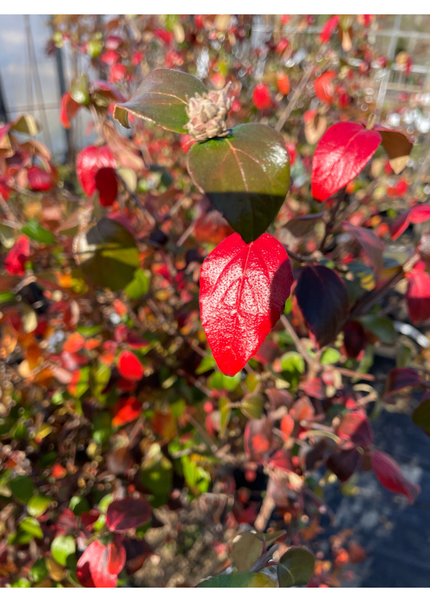 Viburnum x burk. Viburnum - Burkwood, #7