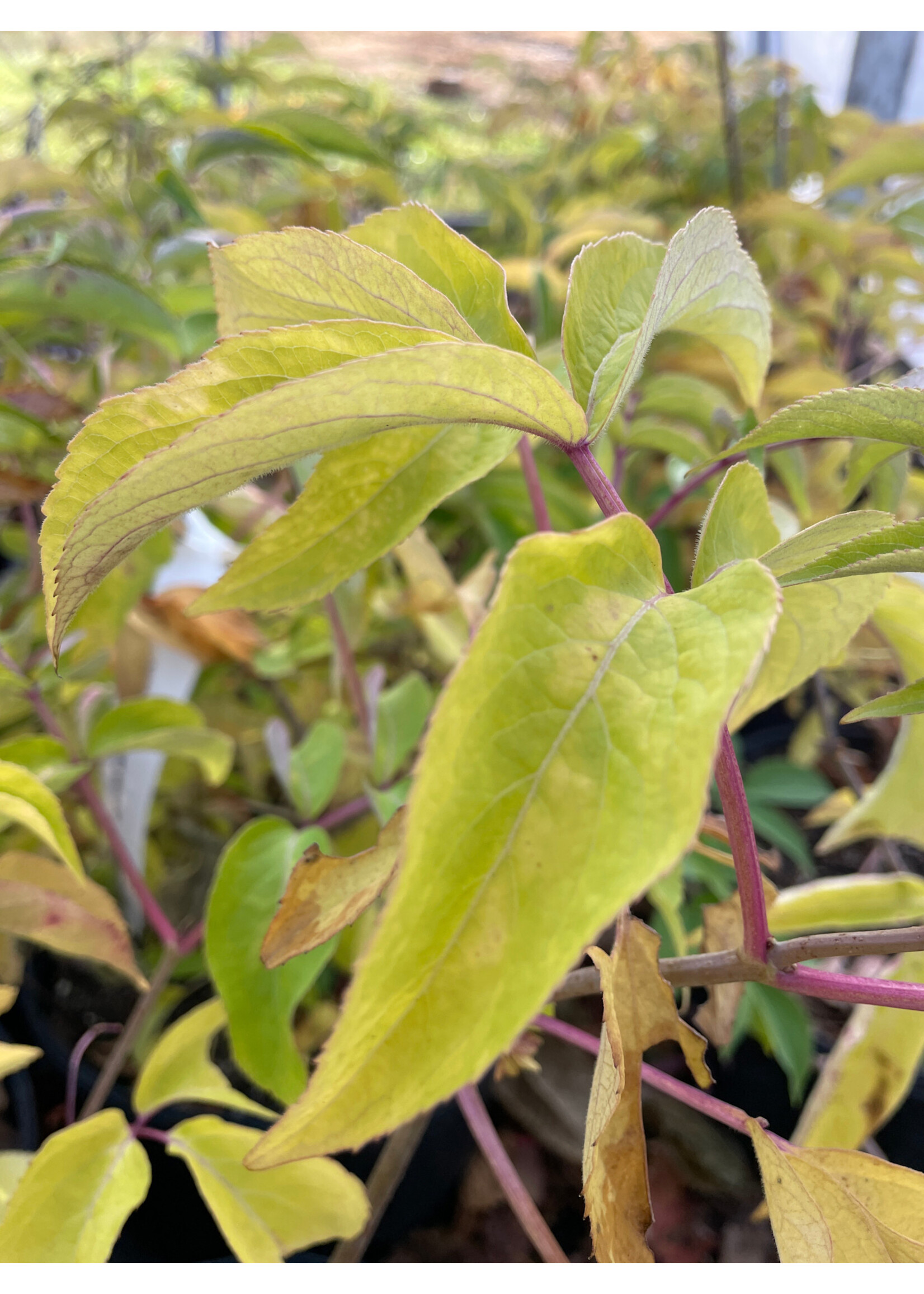 Sambucus canadensis, Elderberry #3 container