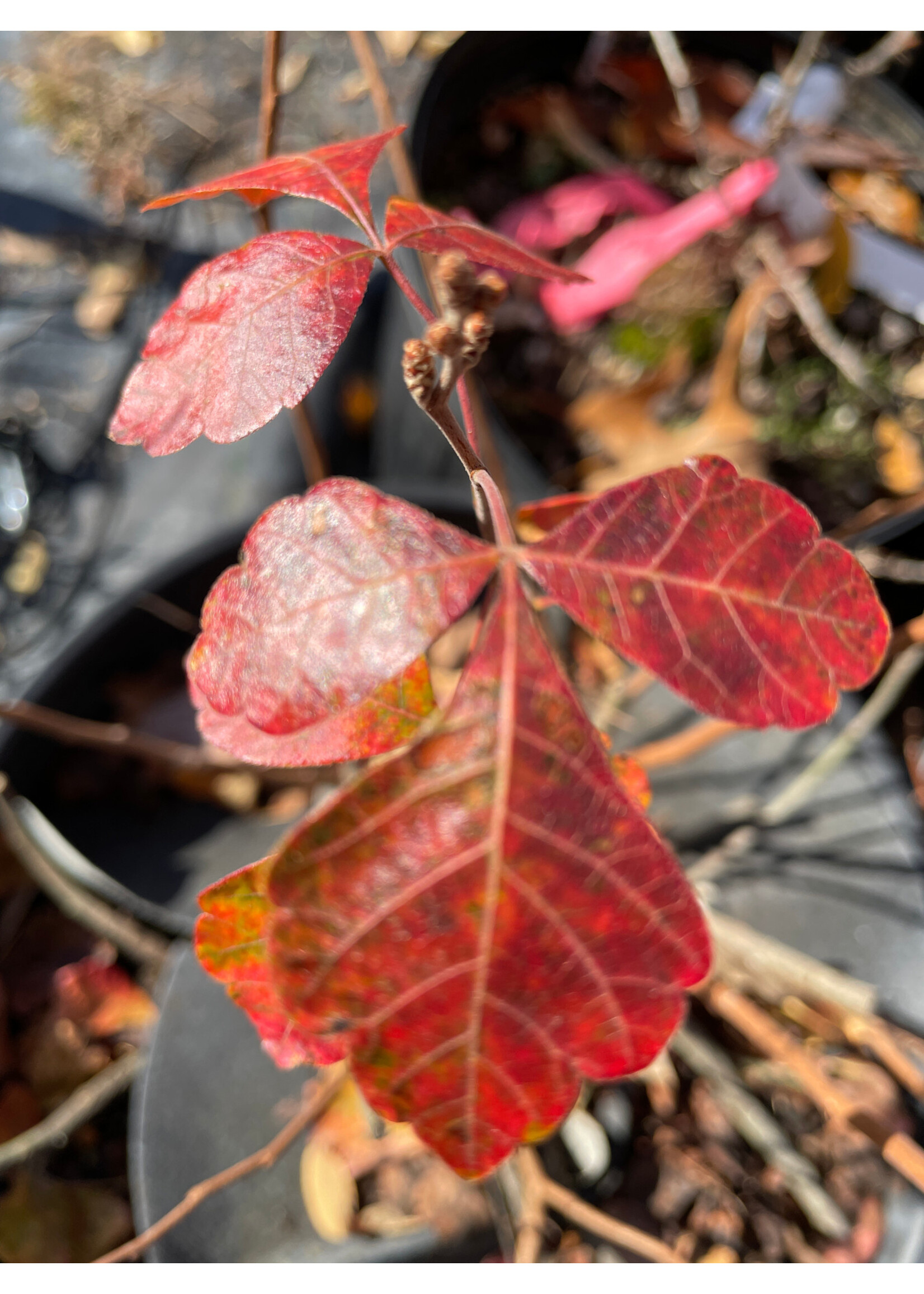 Rhus aromatica Gro-Low Fragrant Sumac, Gro-Low, #3