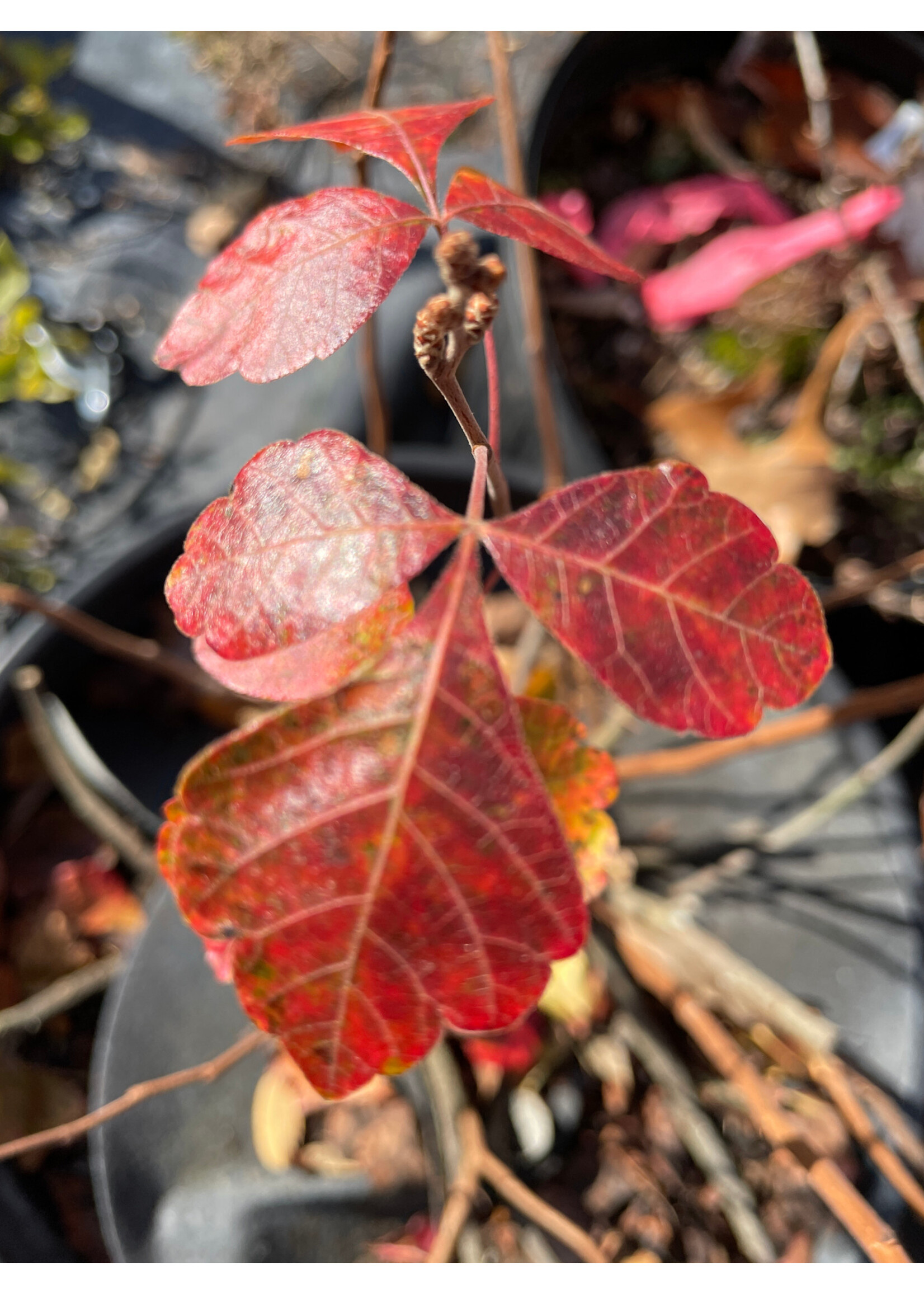 Rhus aromatica Gro-Low Fragrant Sumac, Gro-Low, #3