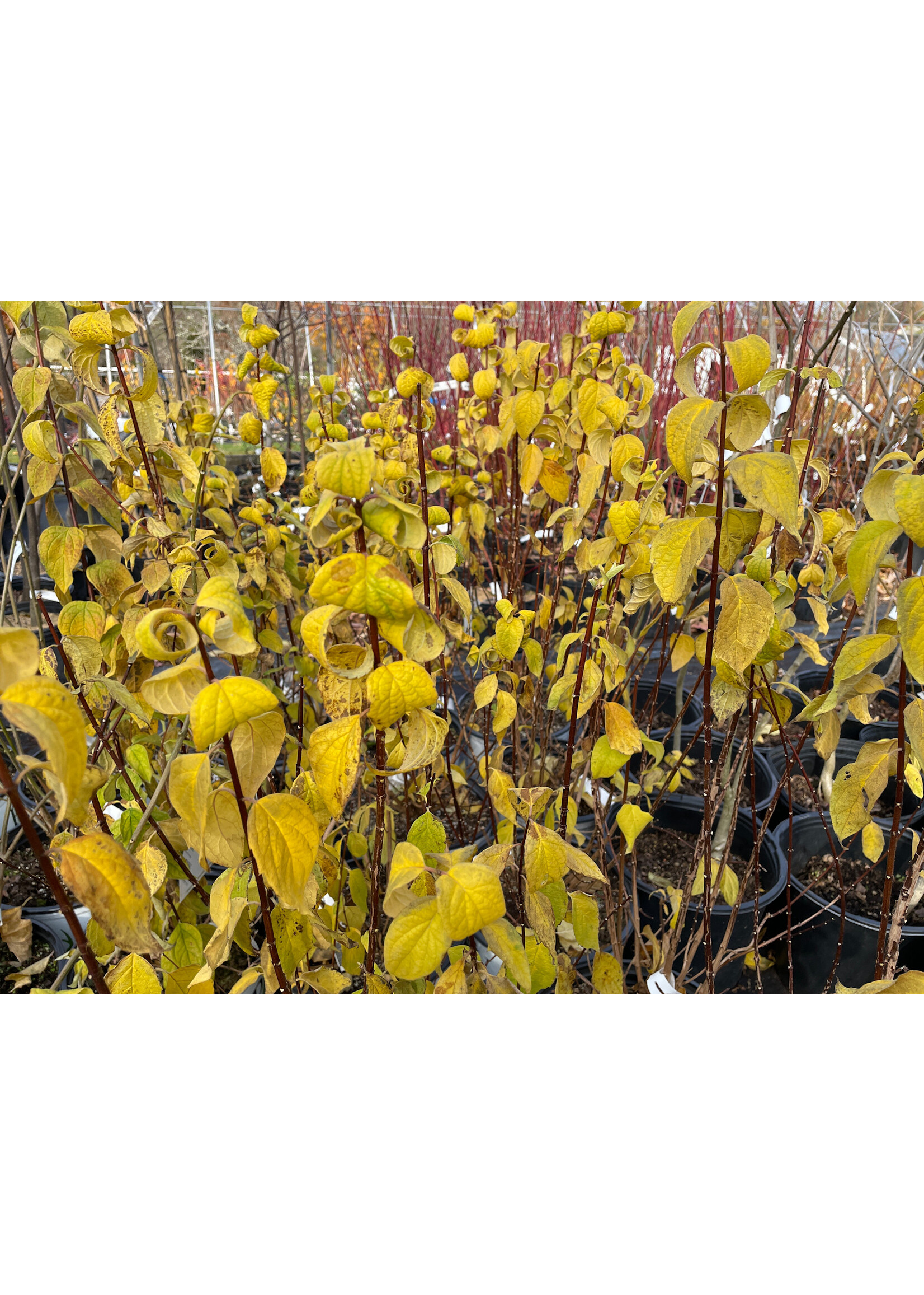 Philadelphus coronarius  Illuminati Arch Mock Orange, #3