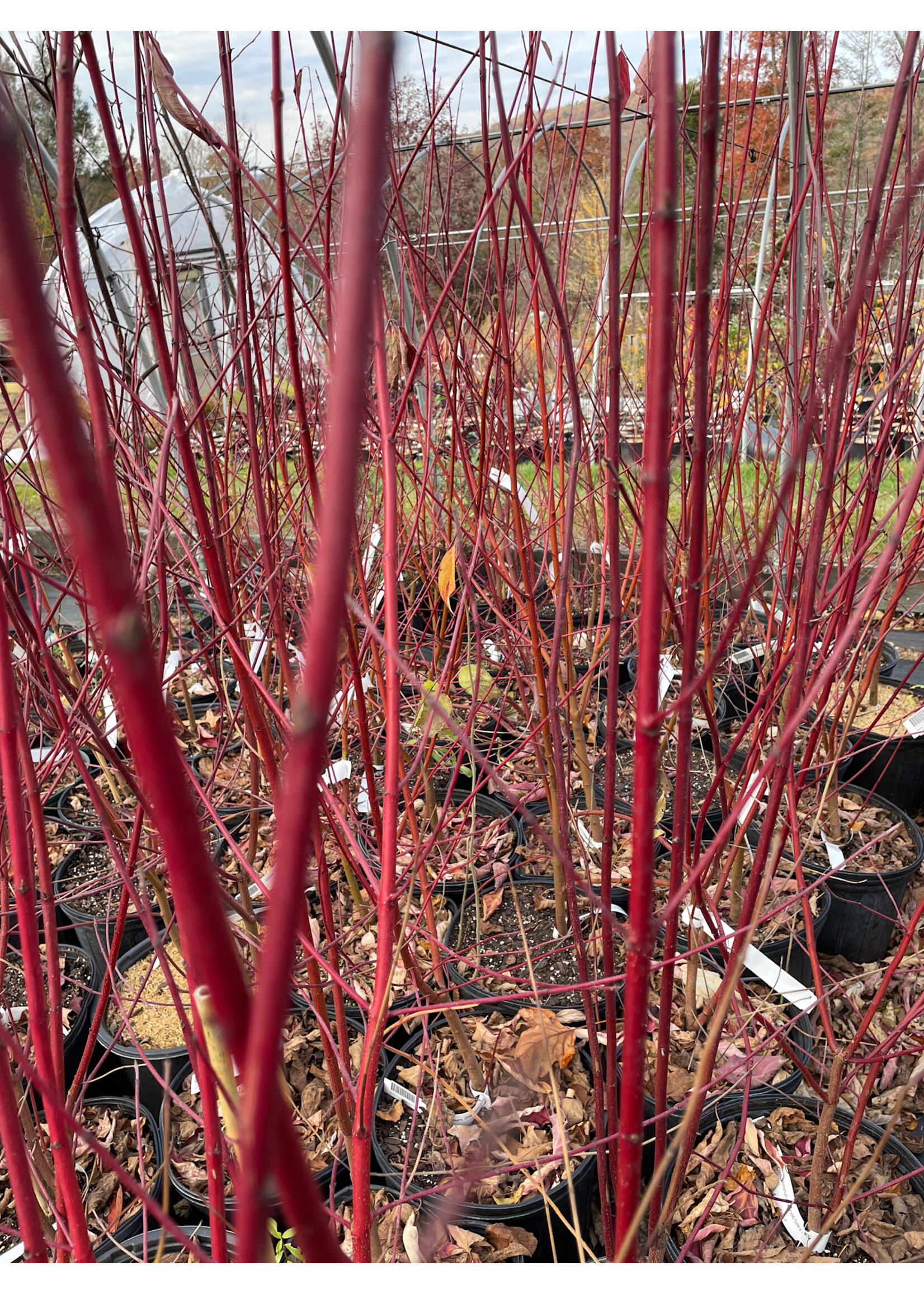 Cornus Amomum, Dogwood Silky, #3