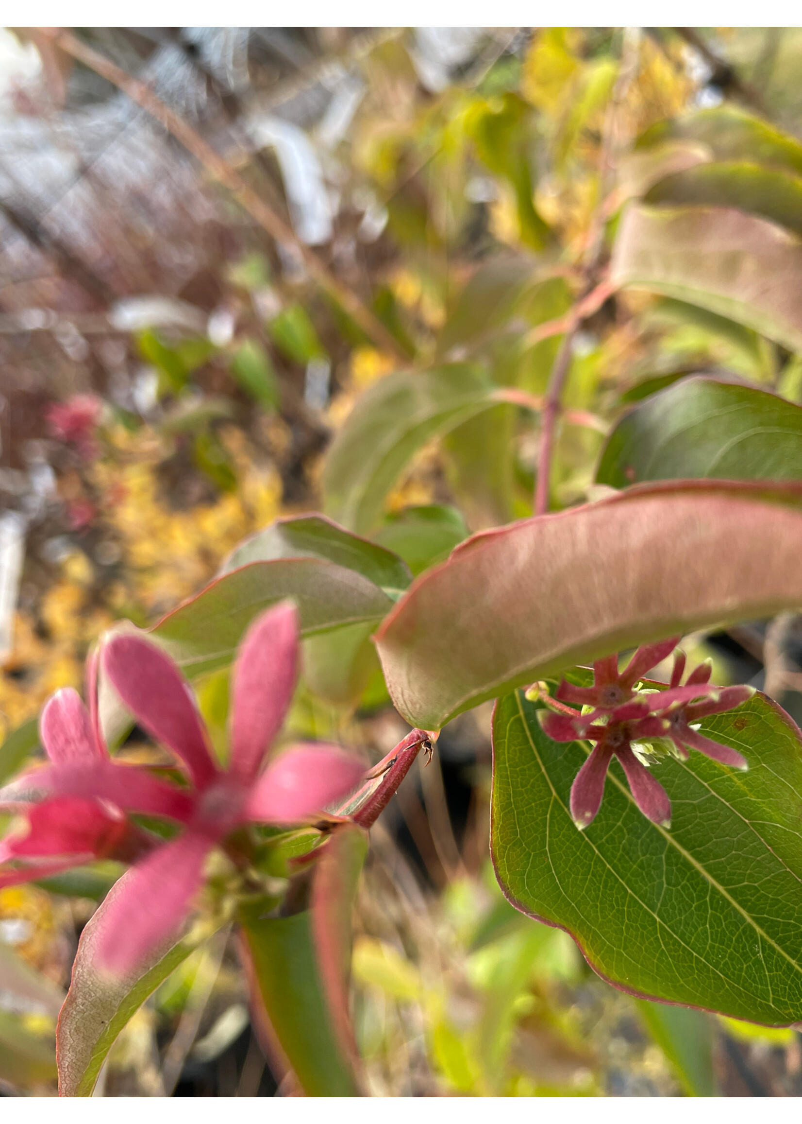 Heptacodium miconioides Temple of Bloom Seven-Son Flower, #3