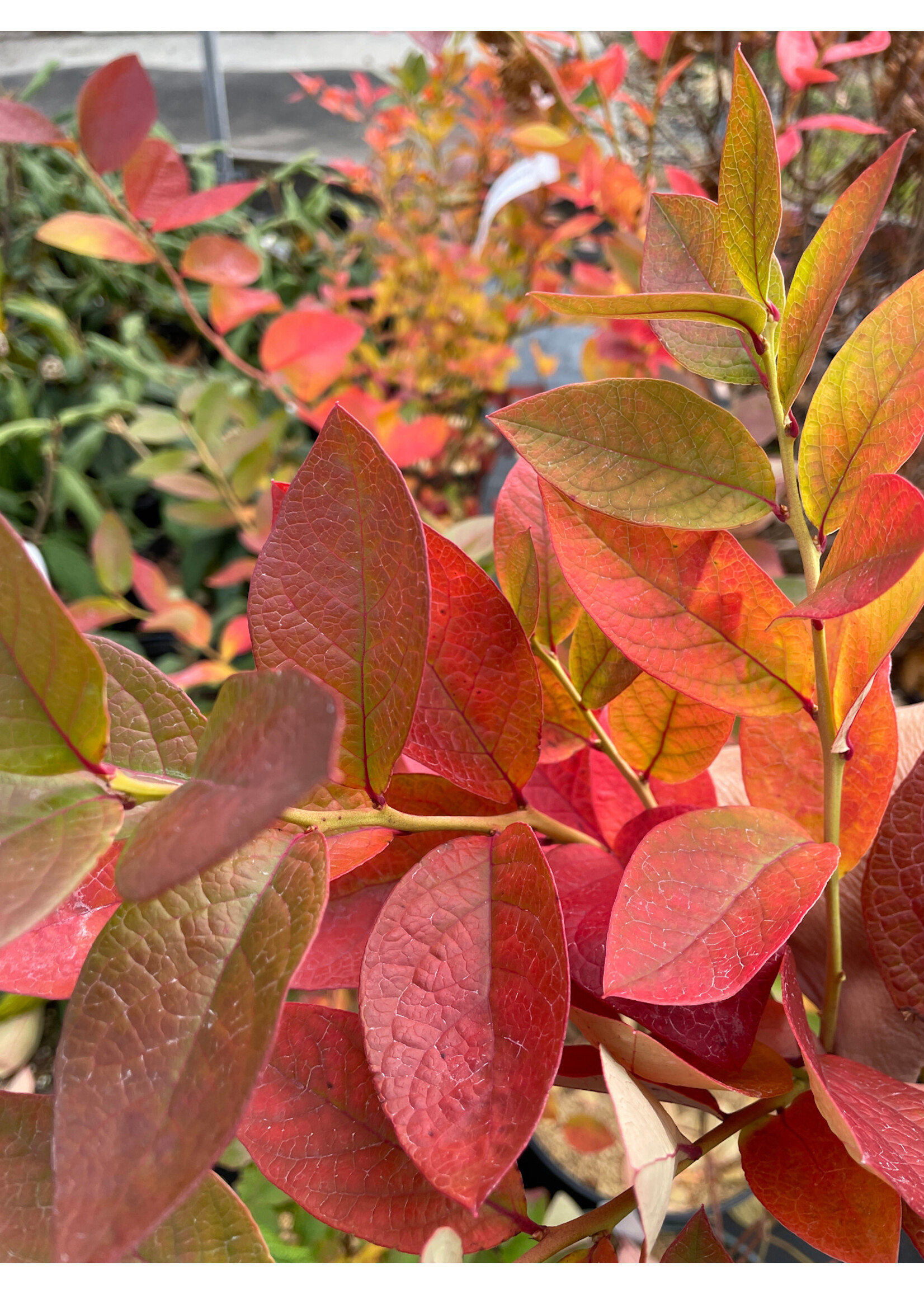 Vaccinium Patriot, Blueberry #3