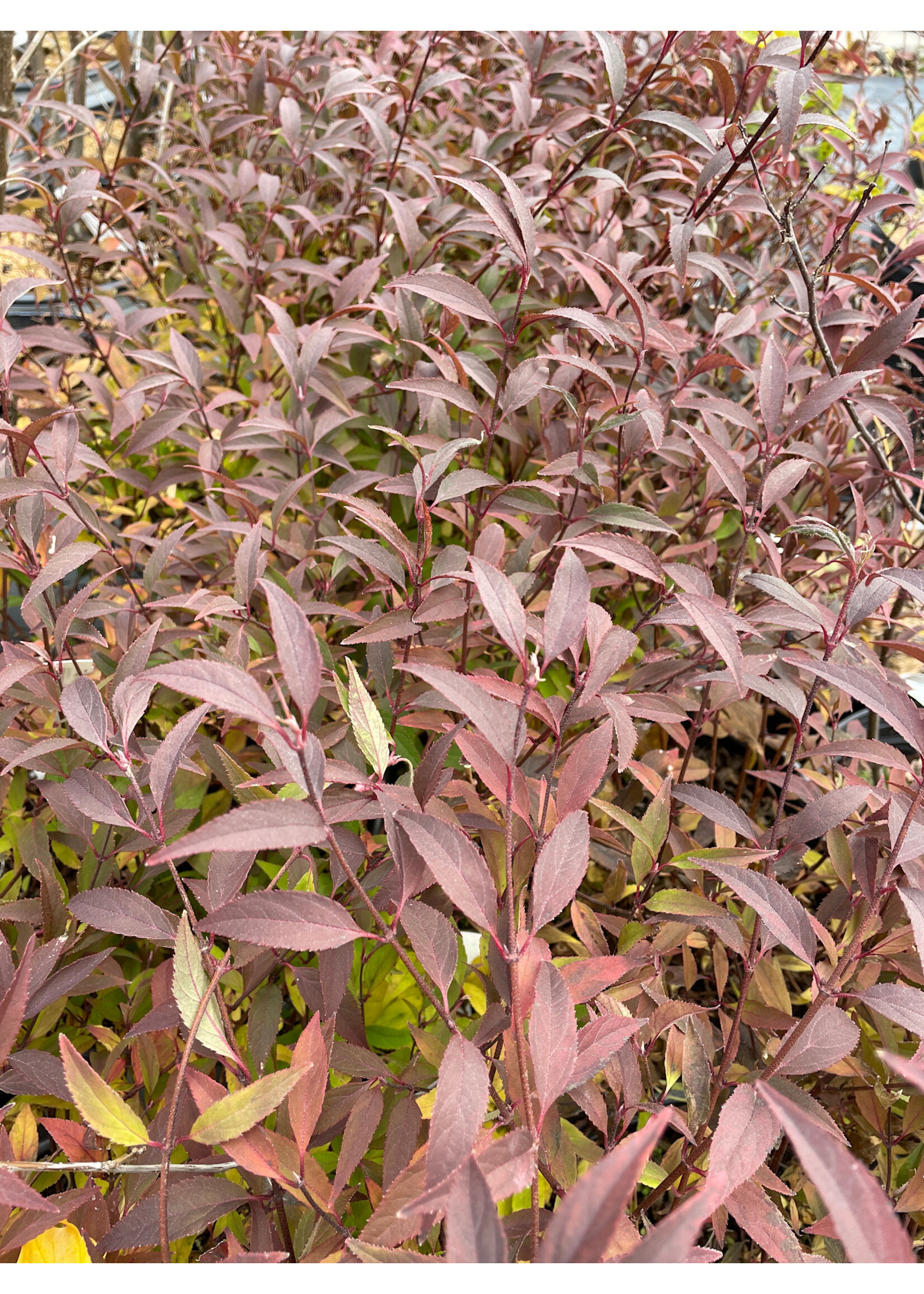 Deutzia Yuki Kabuki, Blossom, #3