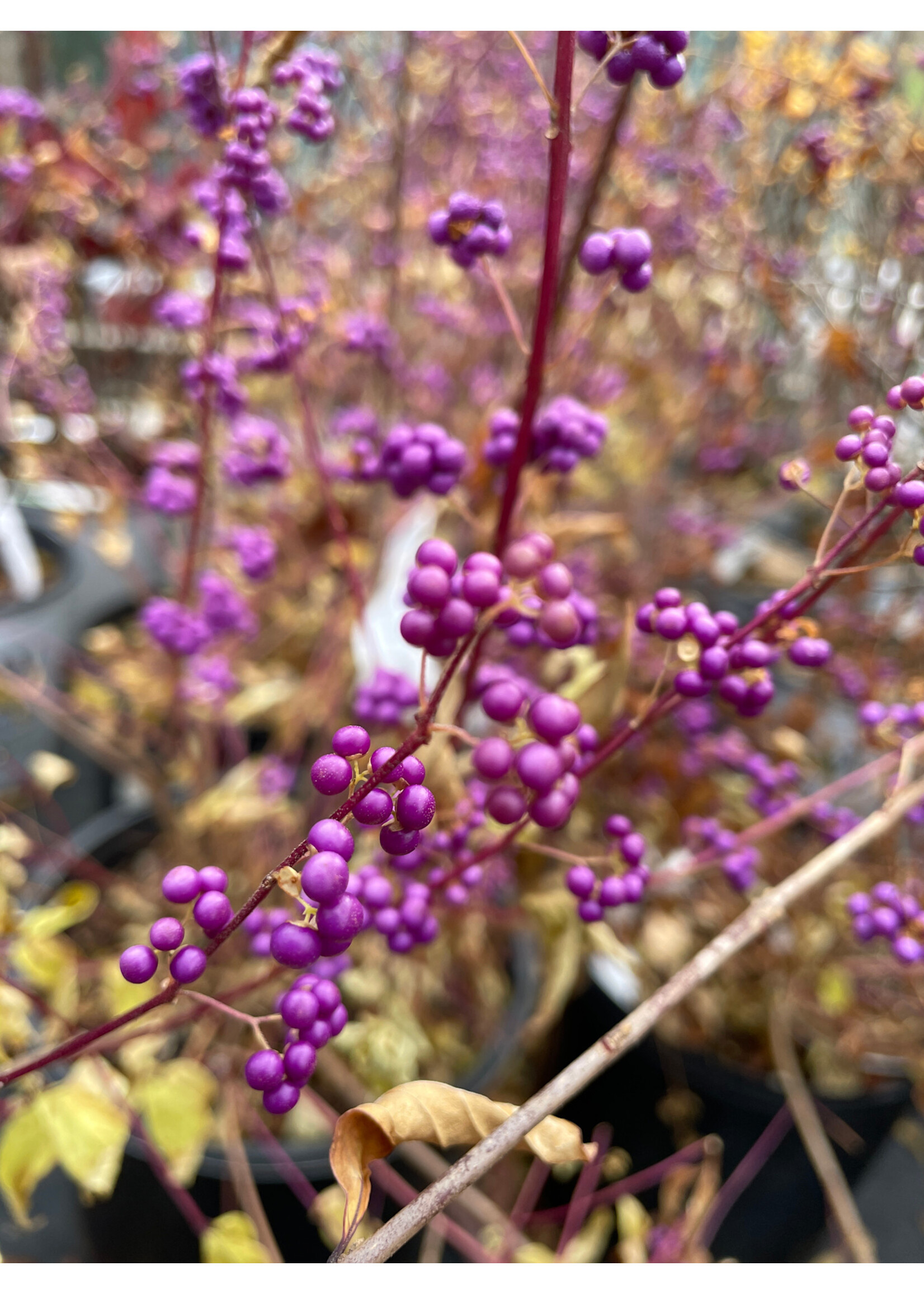 Callicarpa di. Early Amethyst Beautyberry, Early Amethyst, #3