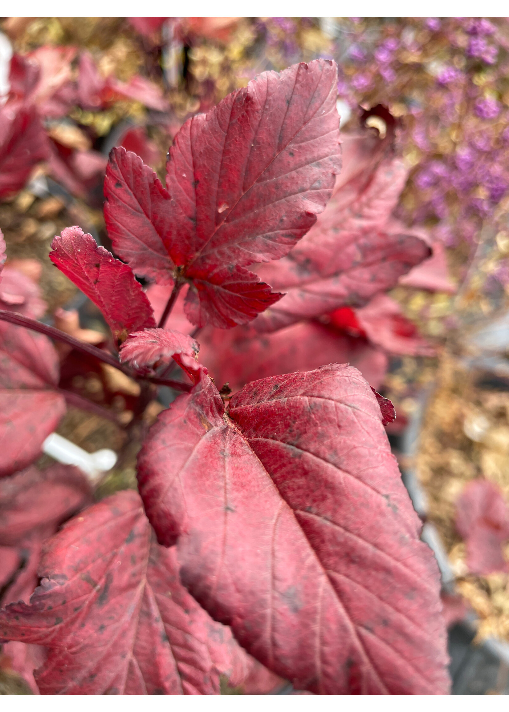 Physocarpus opul. Ginger Wine Ninebark, Ginger Wine, #3