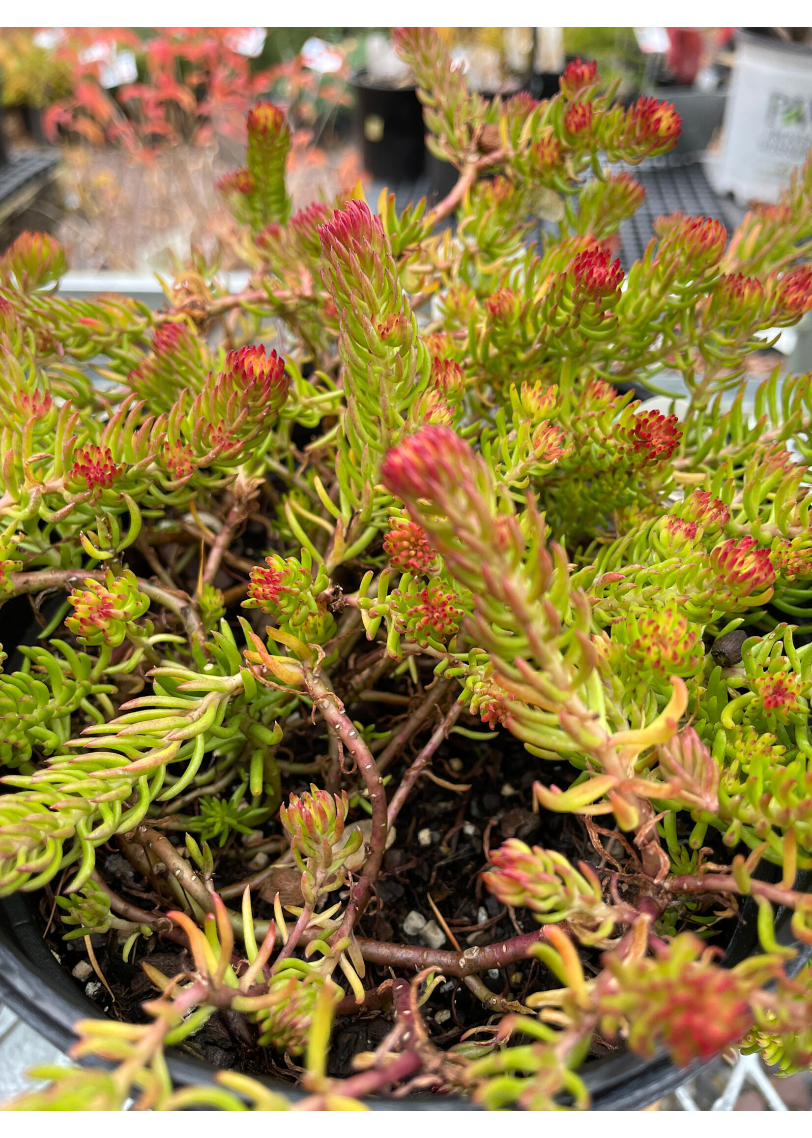 Sedum reflexum Angelina Stonecrop, Angelina, #1
