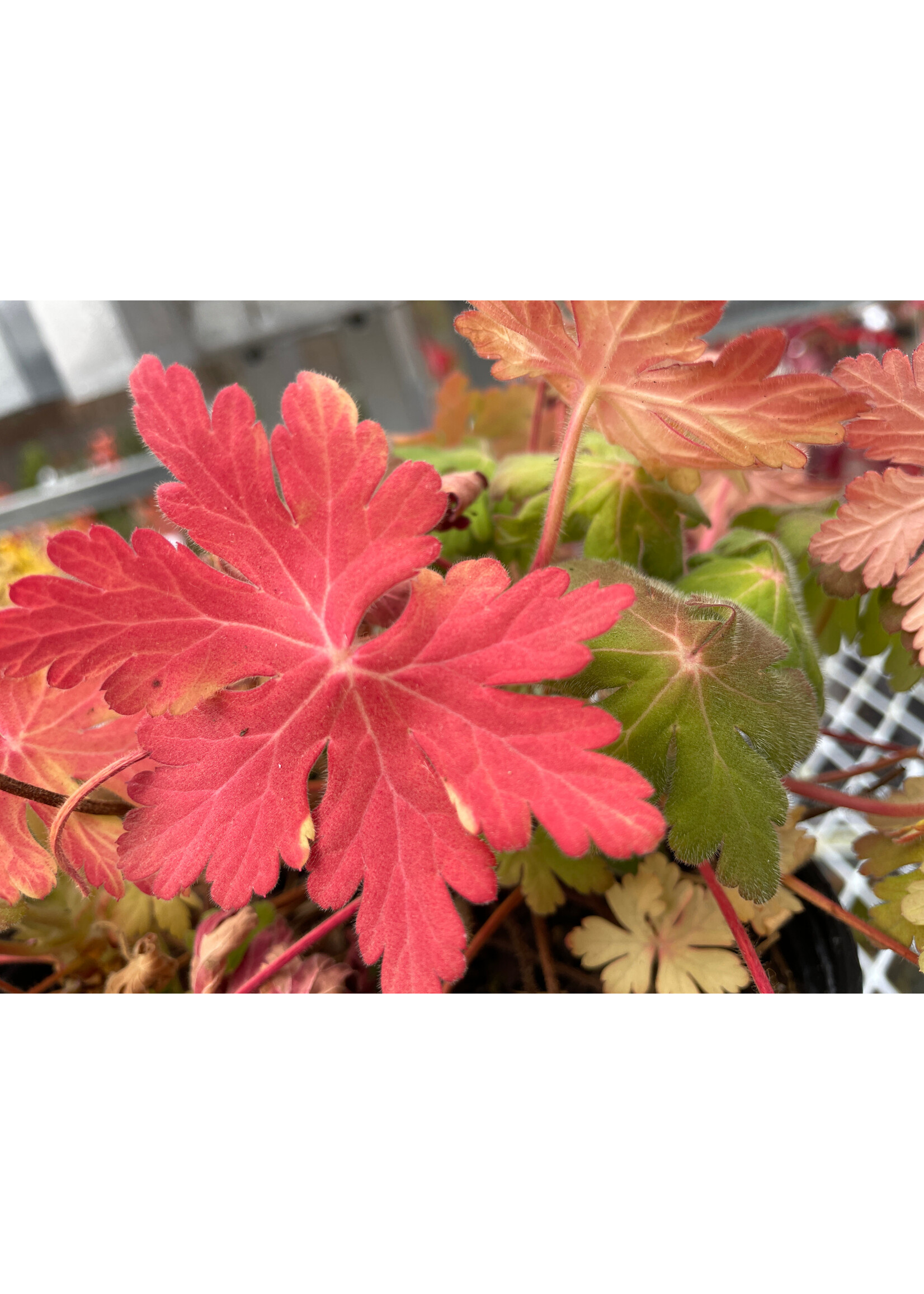 Geranium macrorrhizum Geranium, Bevan's variety, #1
