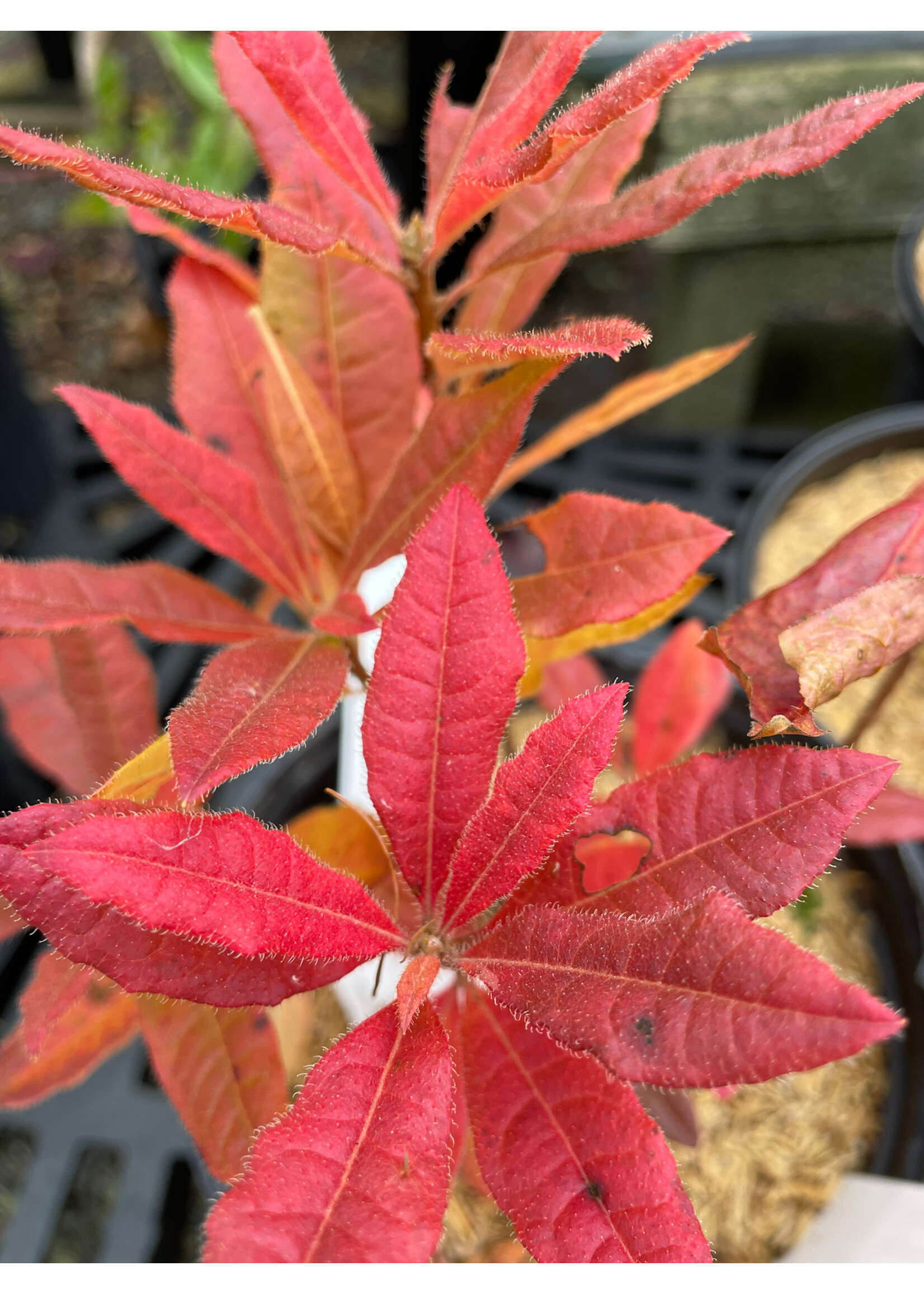 Rhododendron periclymenoides, Pinxterbloom Azalea #1